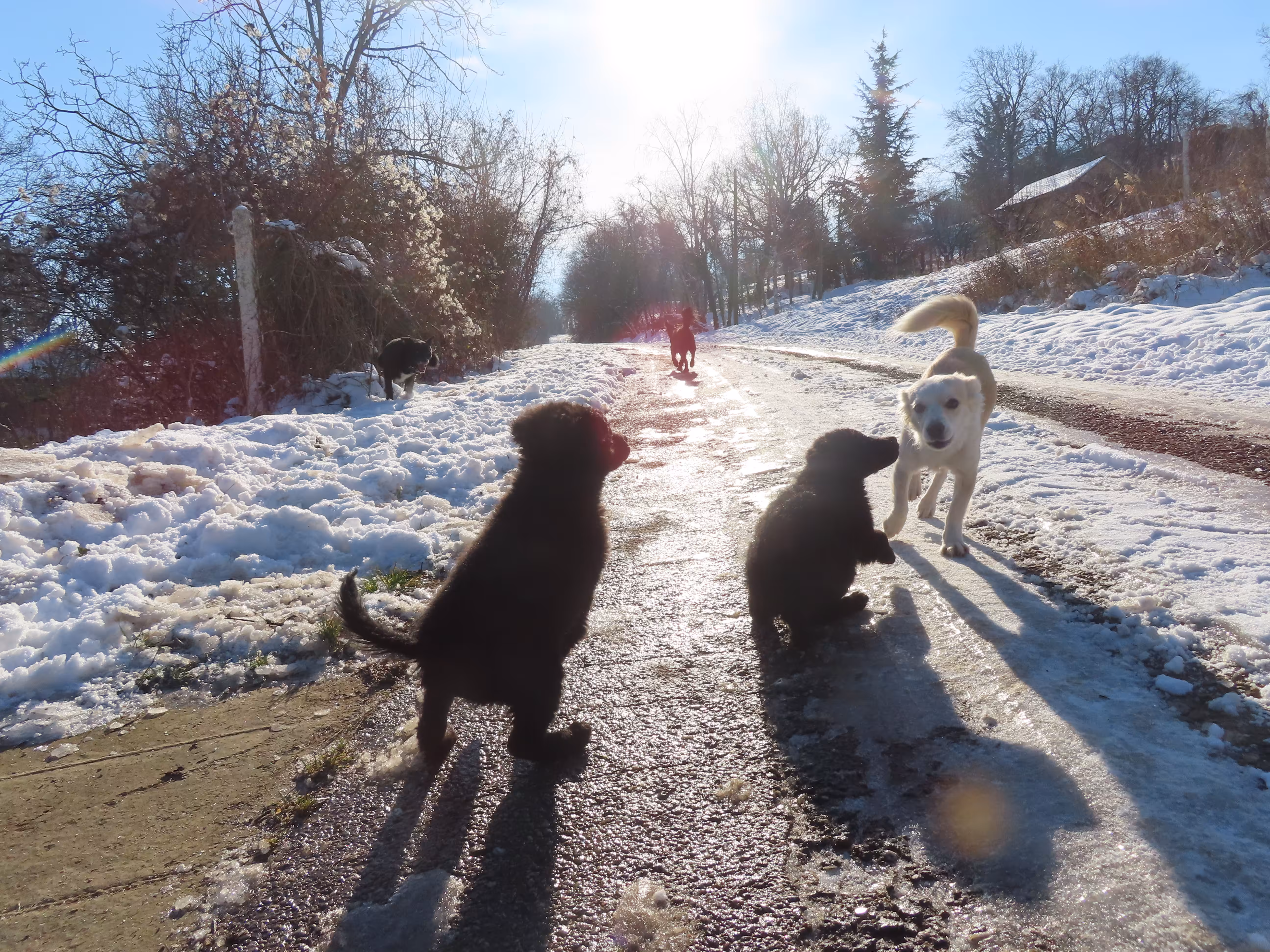 Puppy Palace Rescue in Serbia