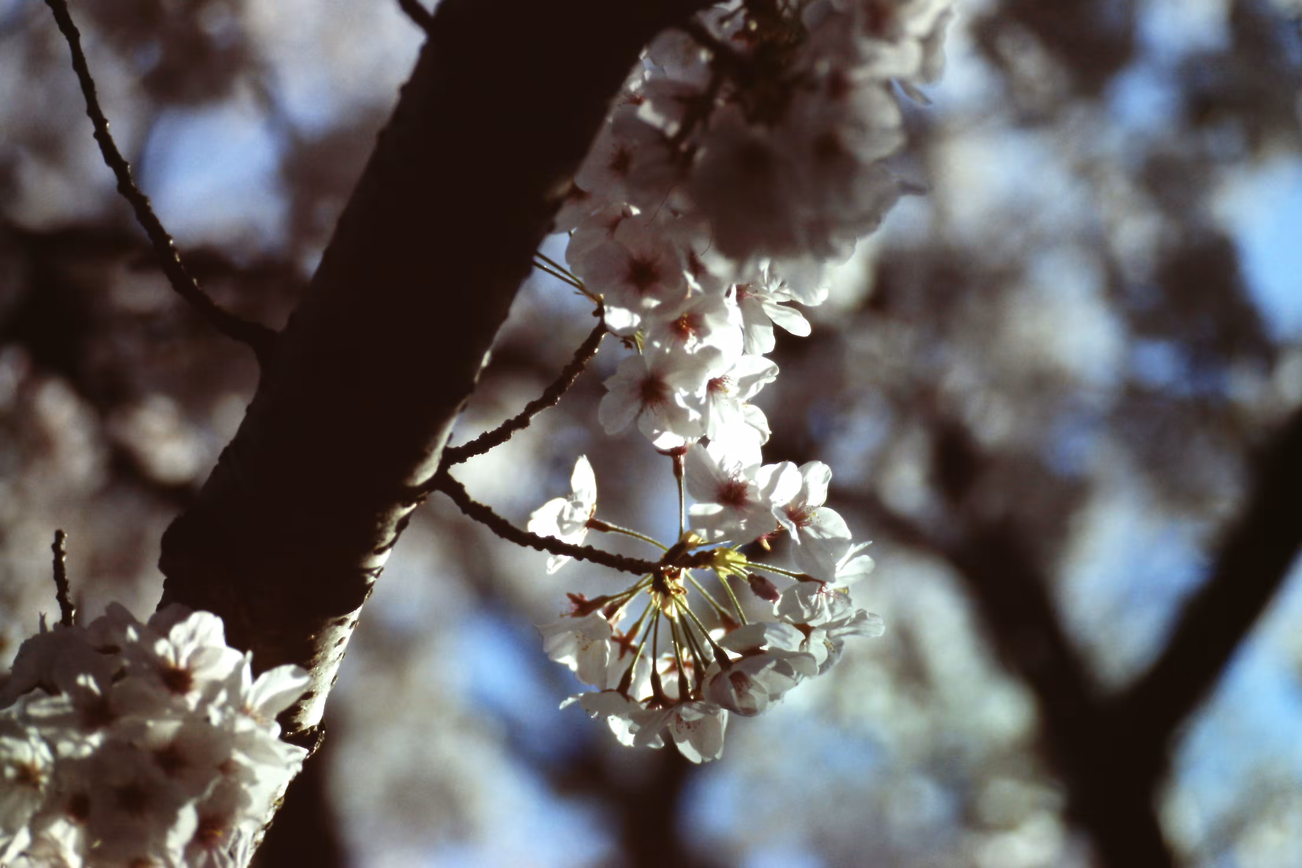 Heaven Series: The World of Film - Beautiful World