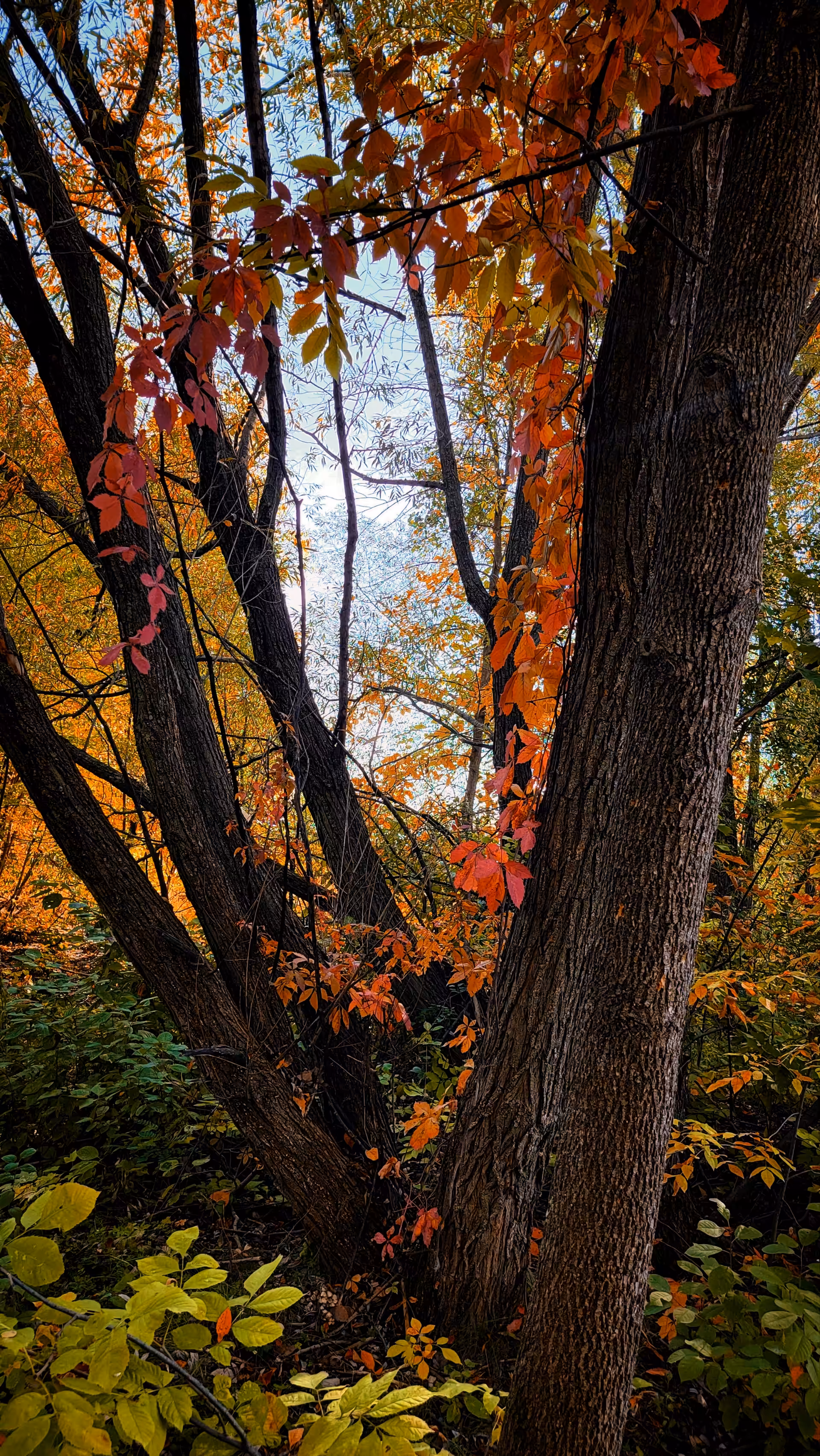 Autumn #2