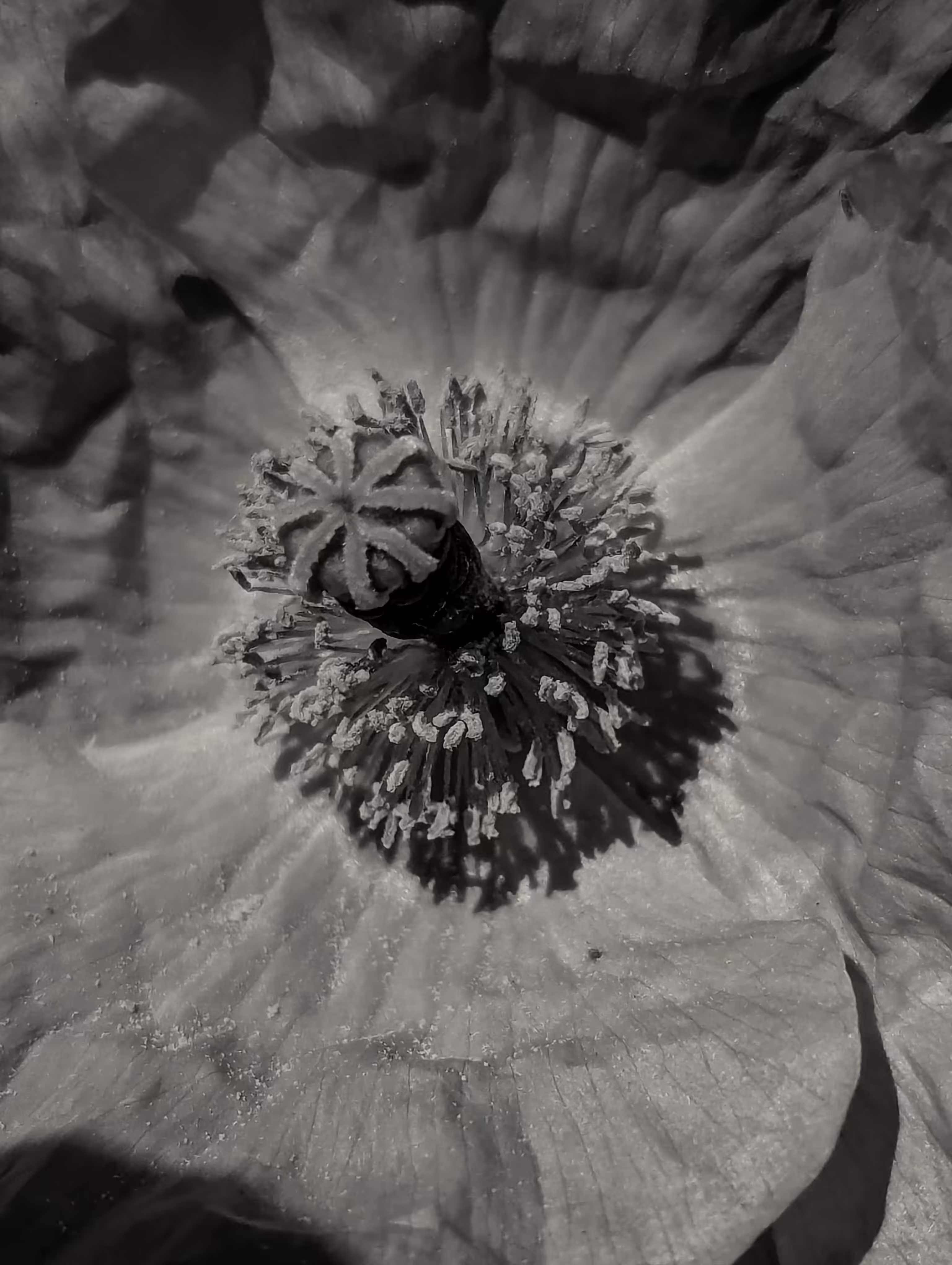 Luke_0x1 Photography : Shine on Poppy 