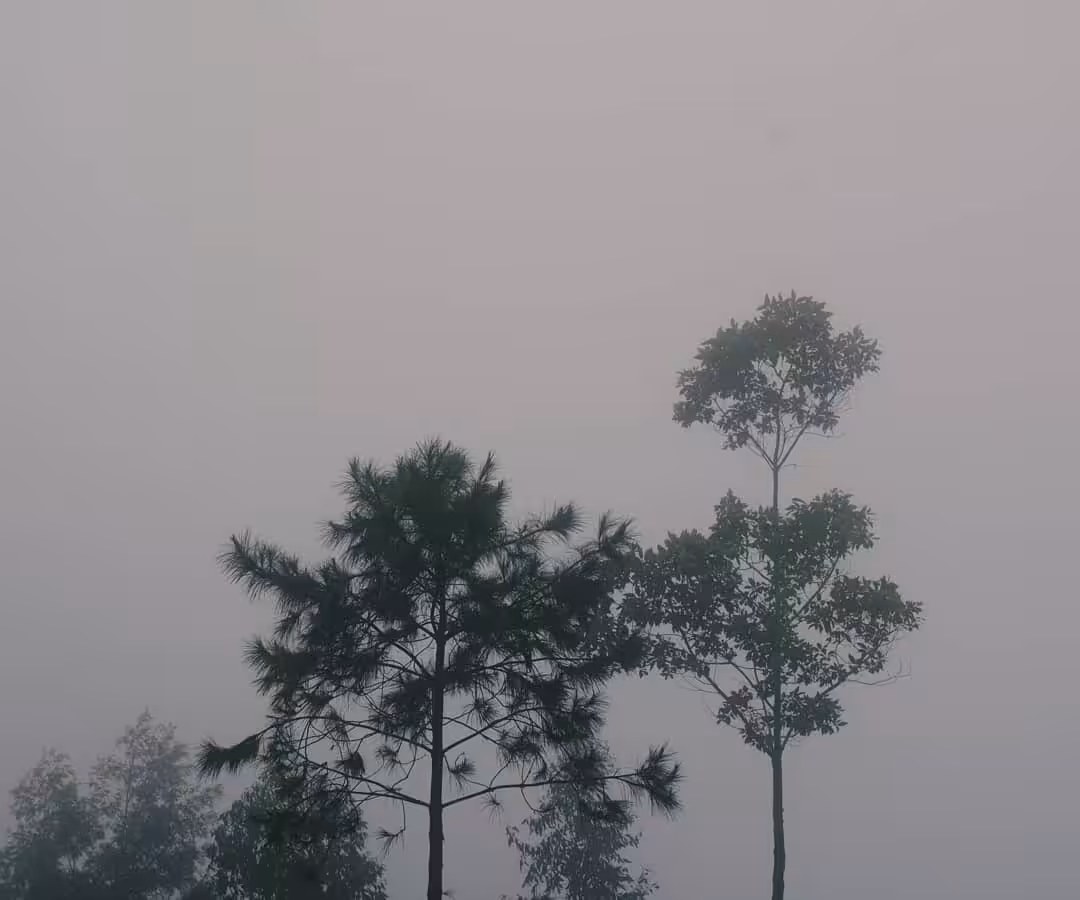 FOG