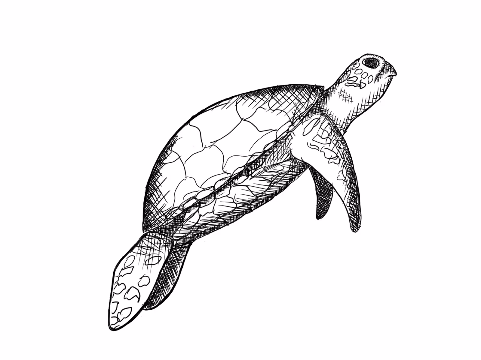 Sea turtle sharpie