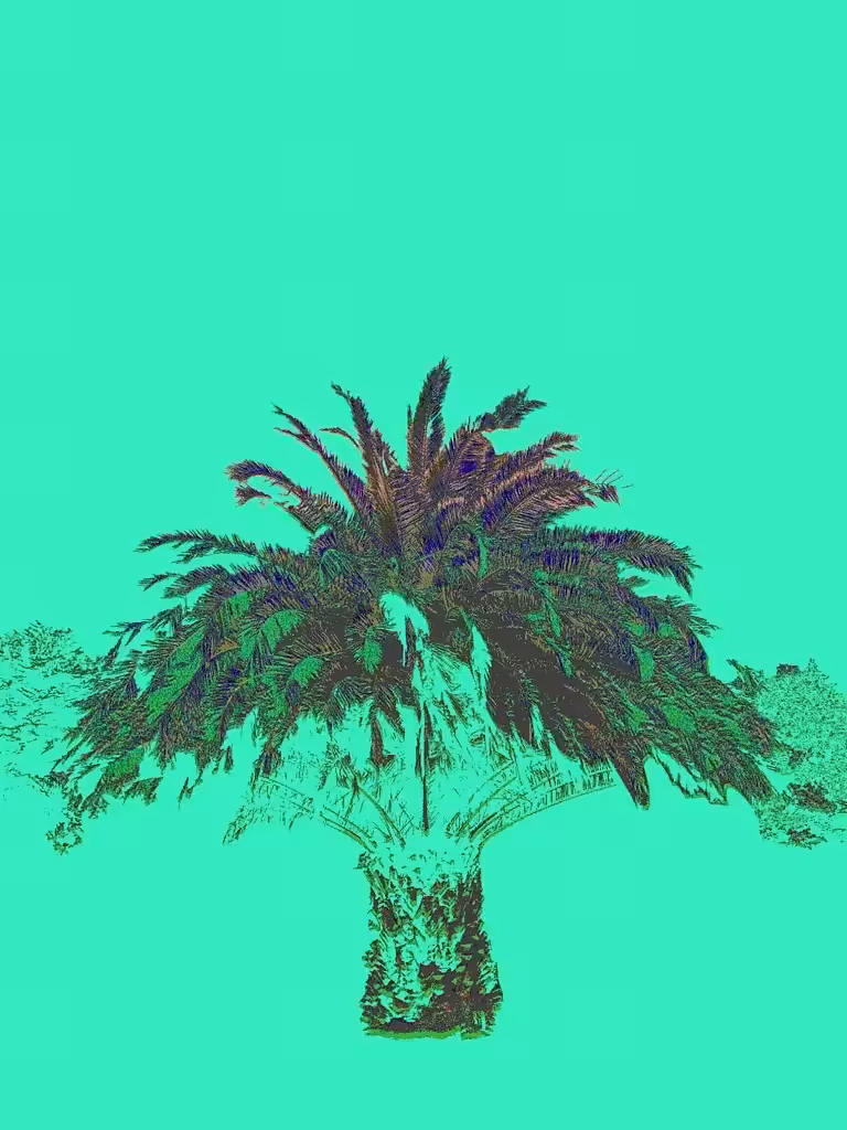 phoenix canariensis