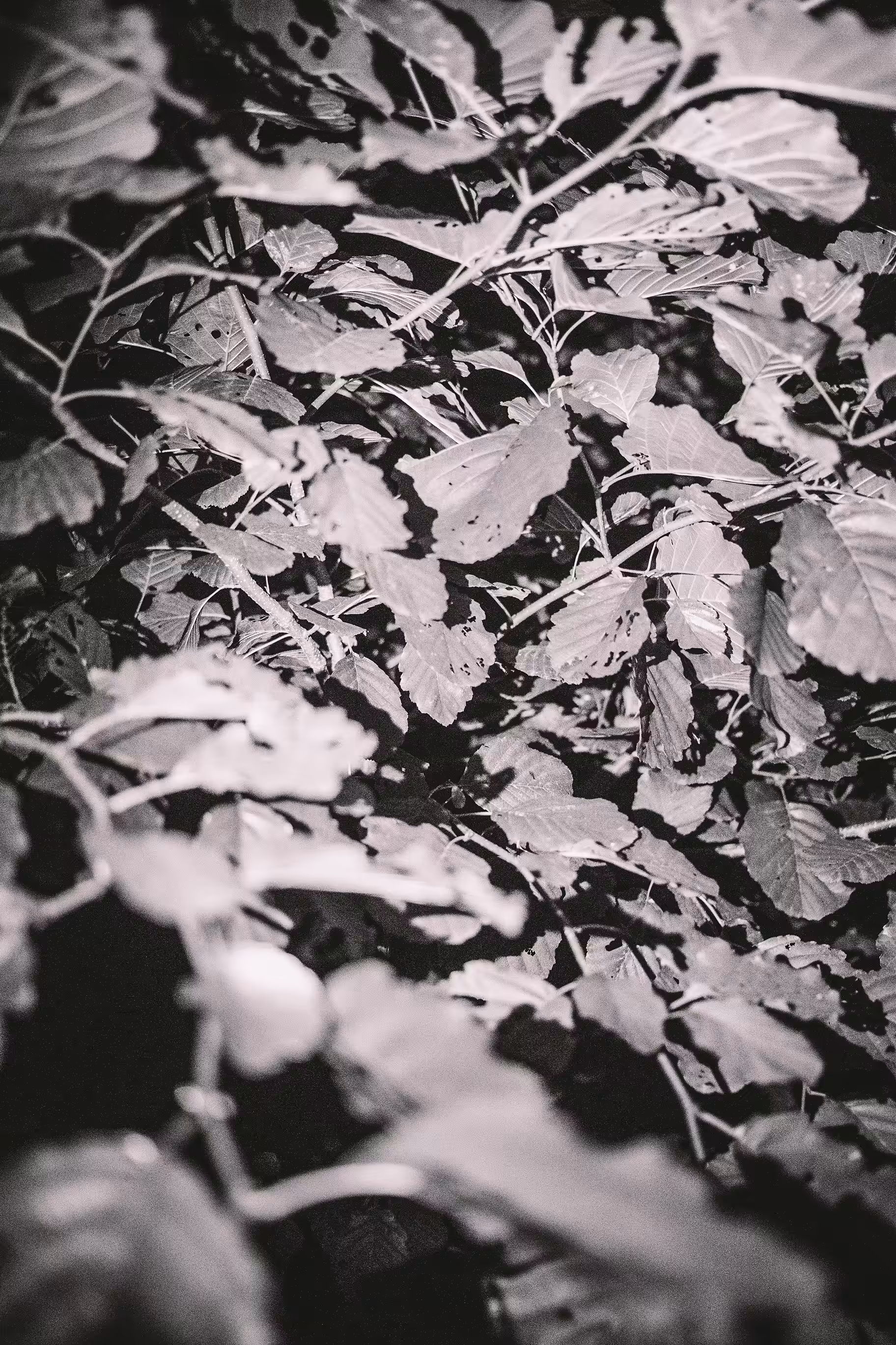 Tides' End - VIII