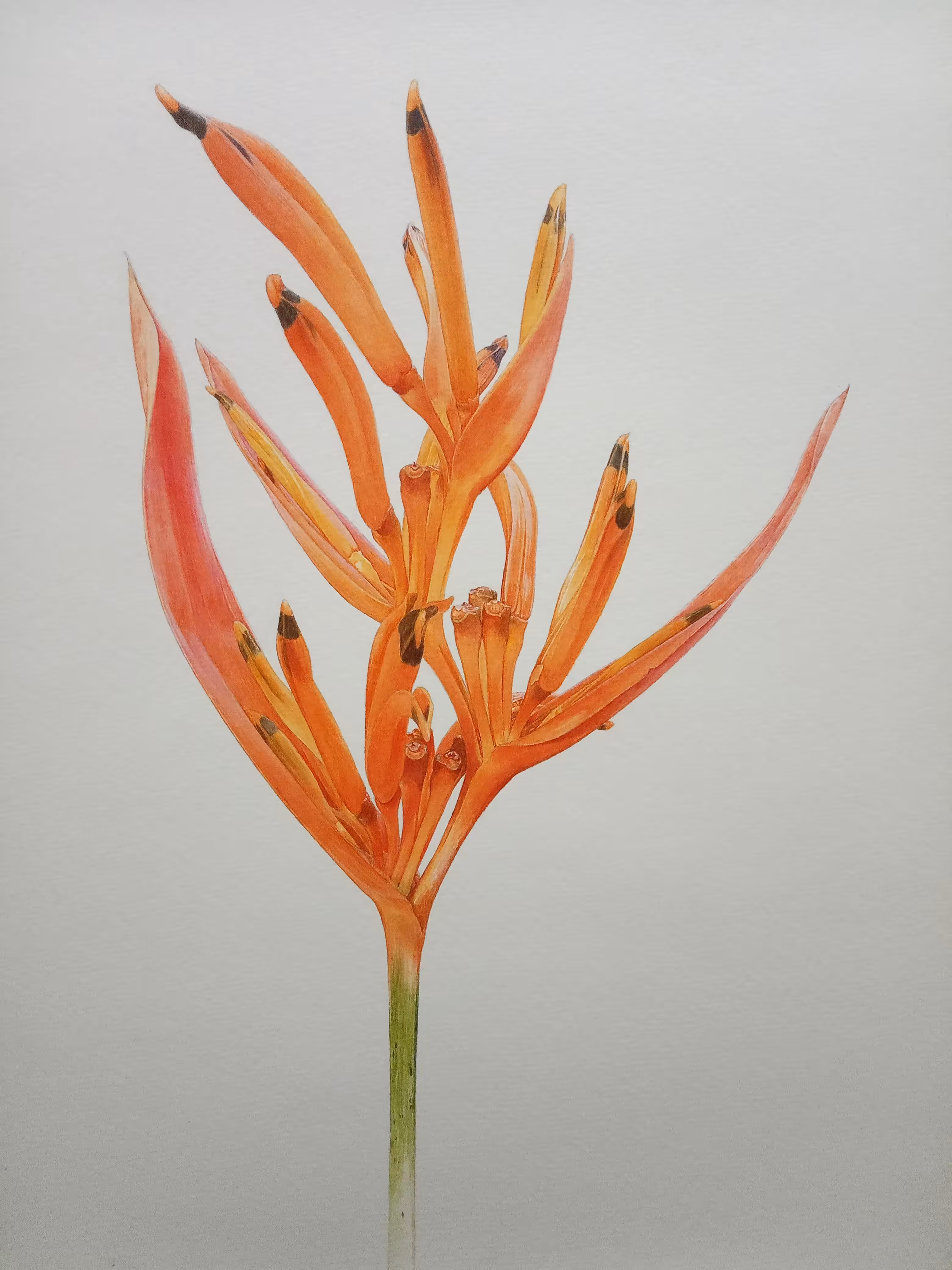 Heliconia Psittacorum