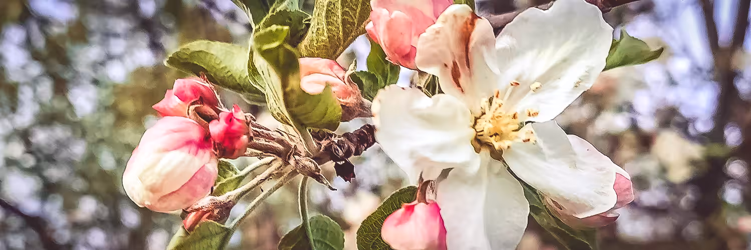 Social Media Banner 50