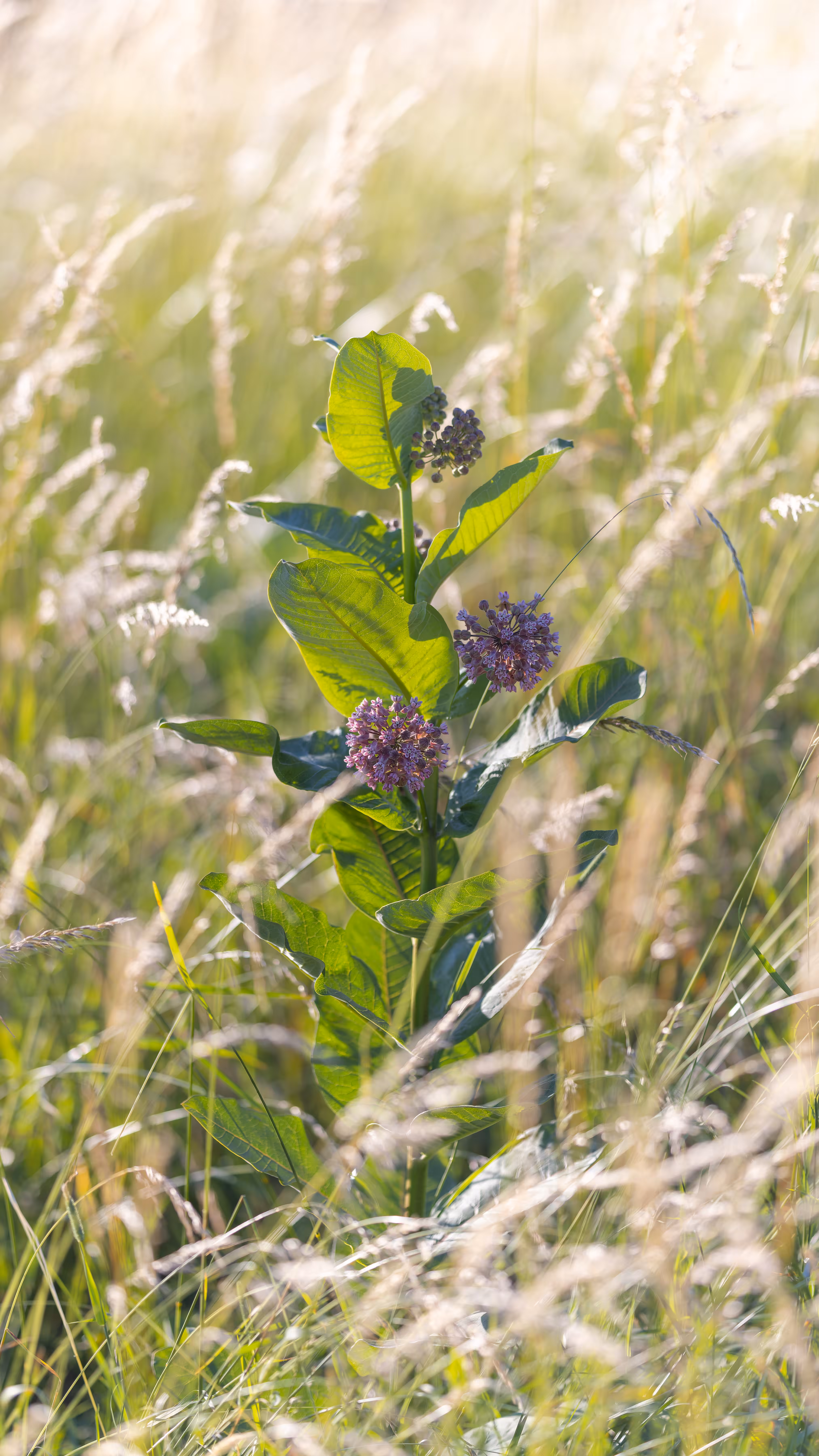 Common Milkweed