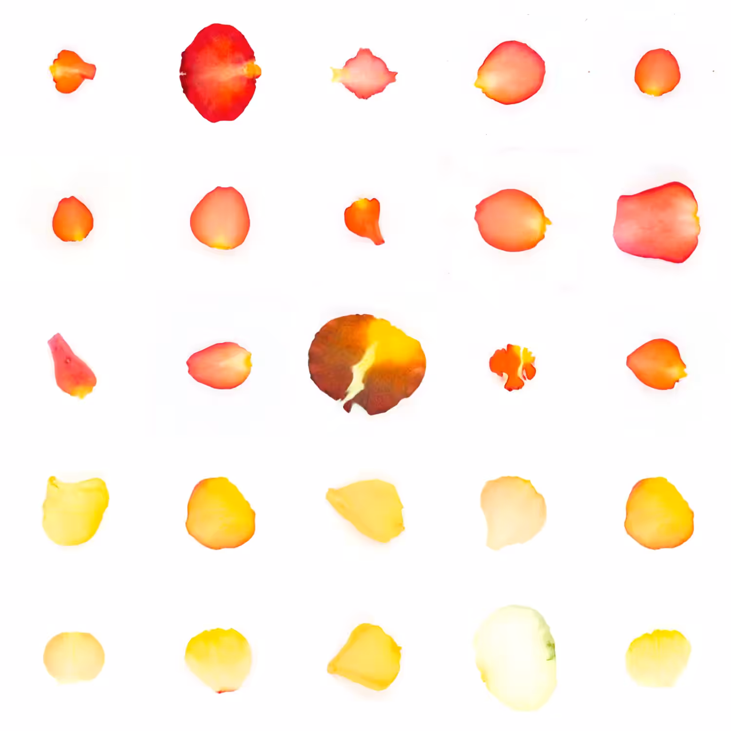 Infinite Petals 5x5#20273