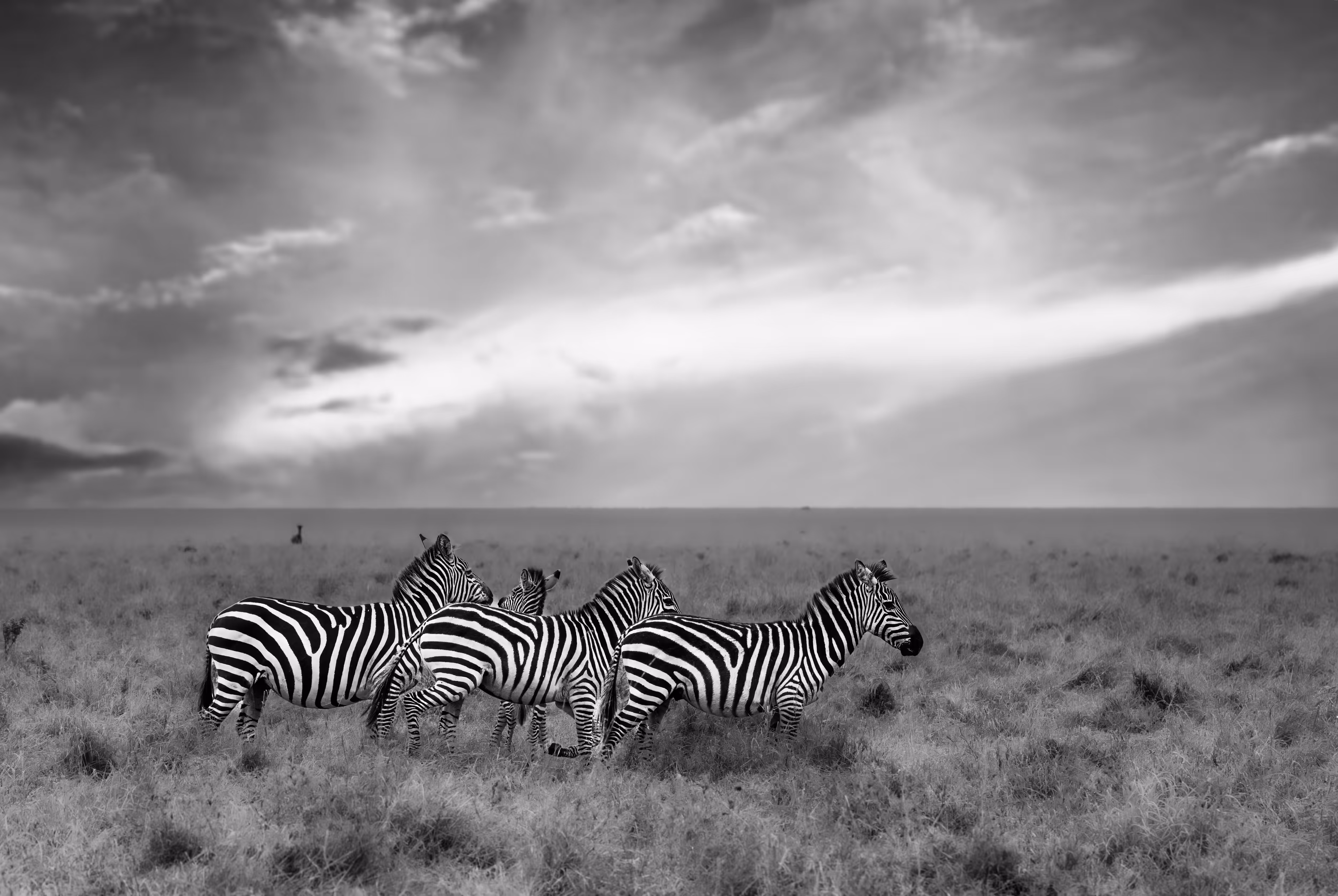 Striped Tales from Africa