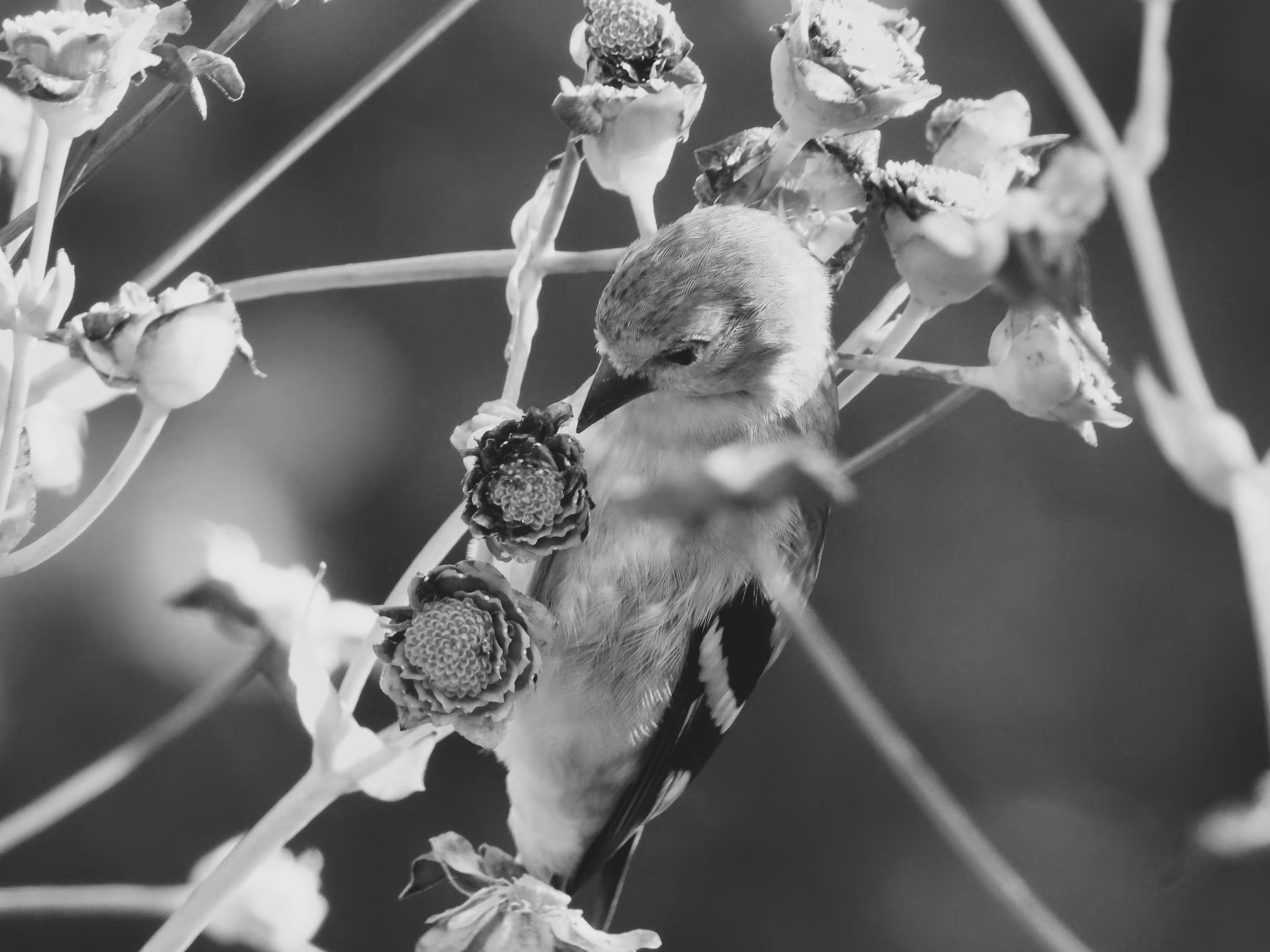 HICtober #23 - American Goldfinch