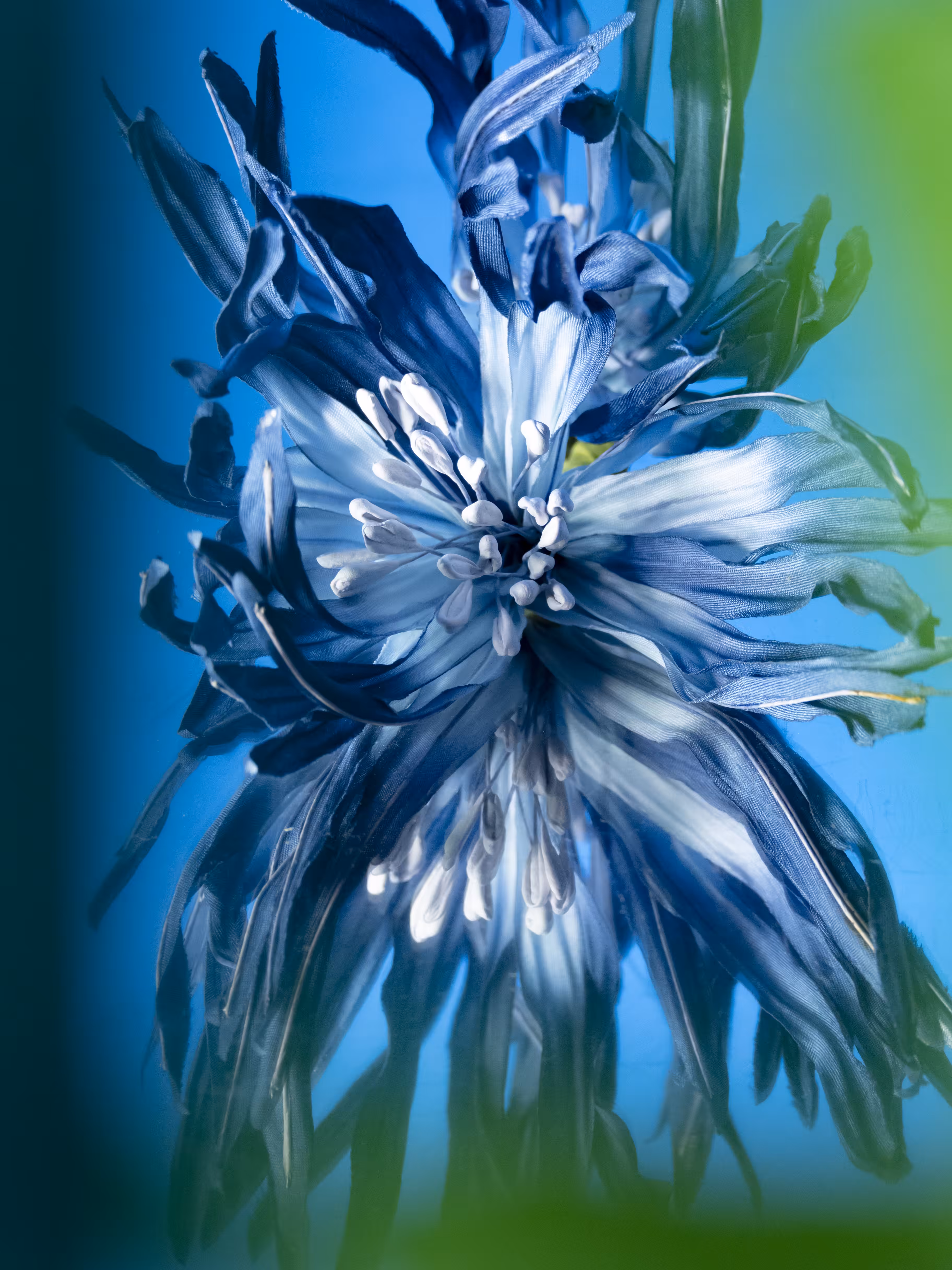 Flower.6