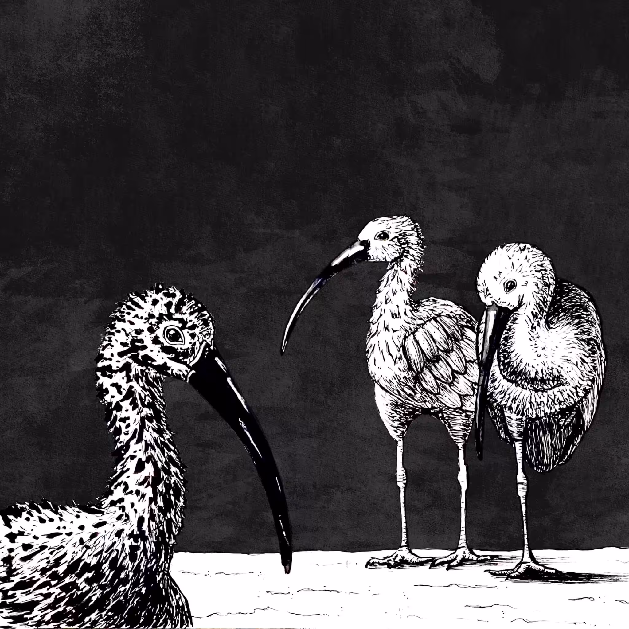 The bird watch