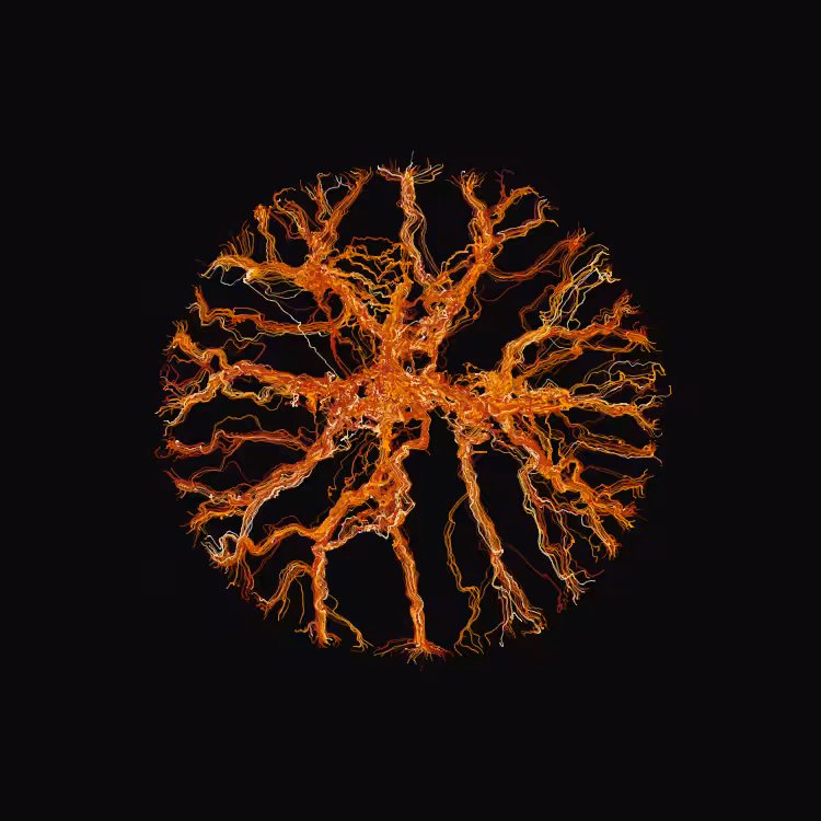 Ginseng #79