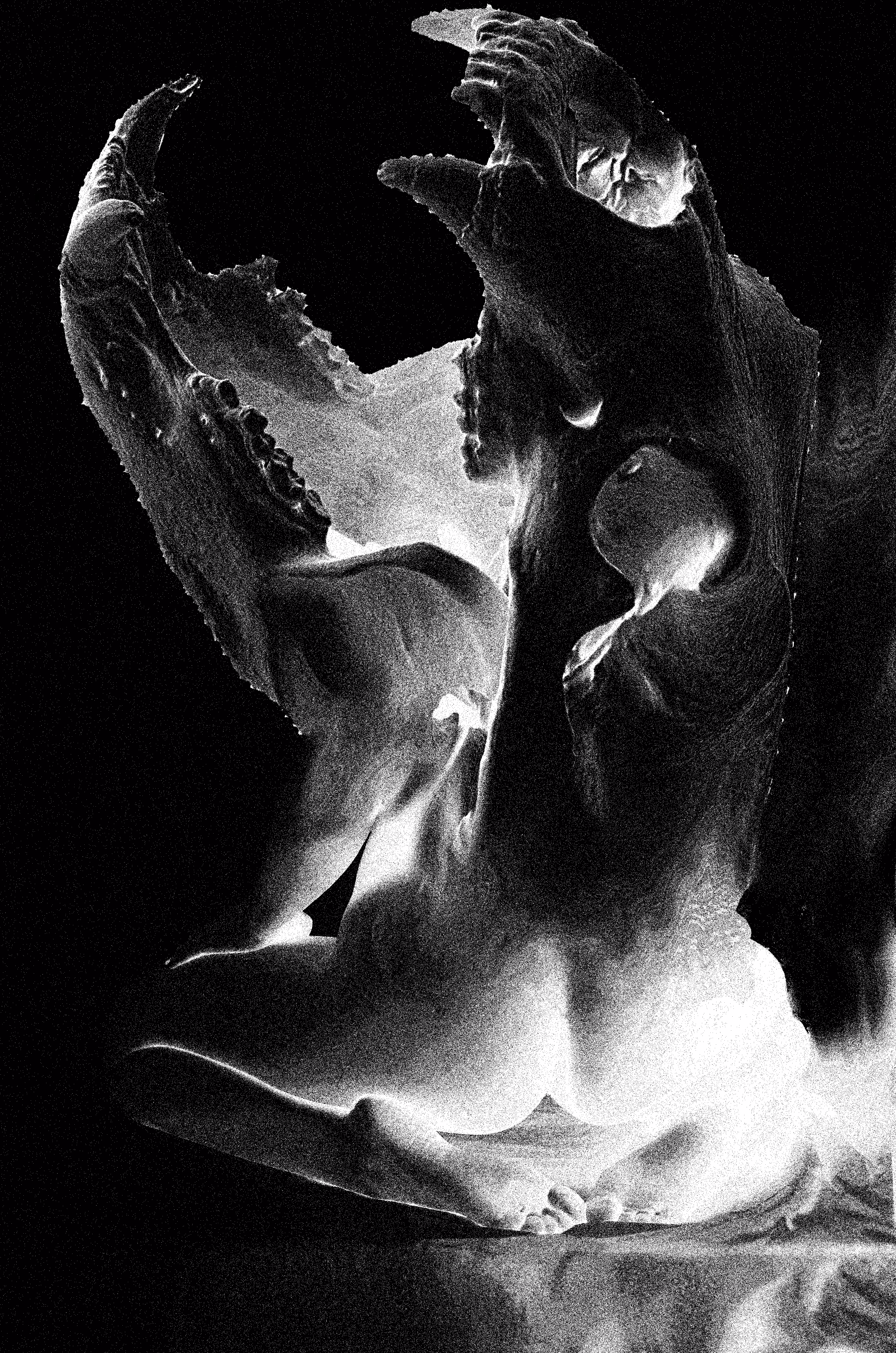 Teeth
