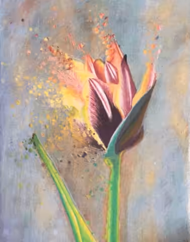 Tulip Season