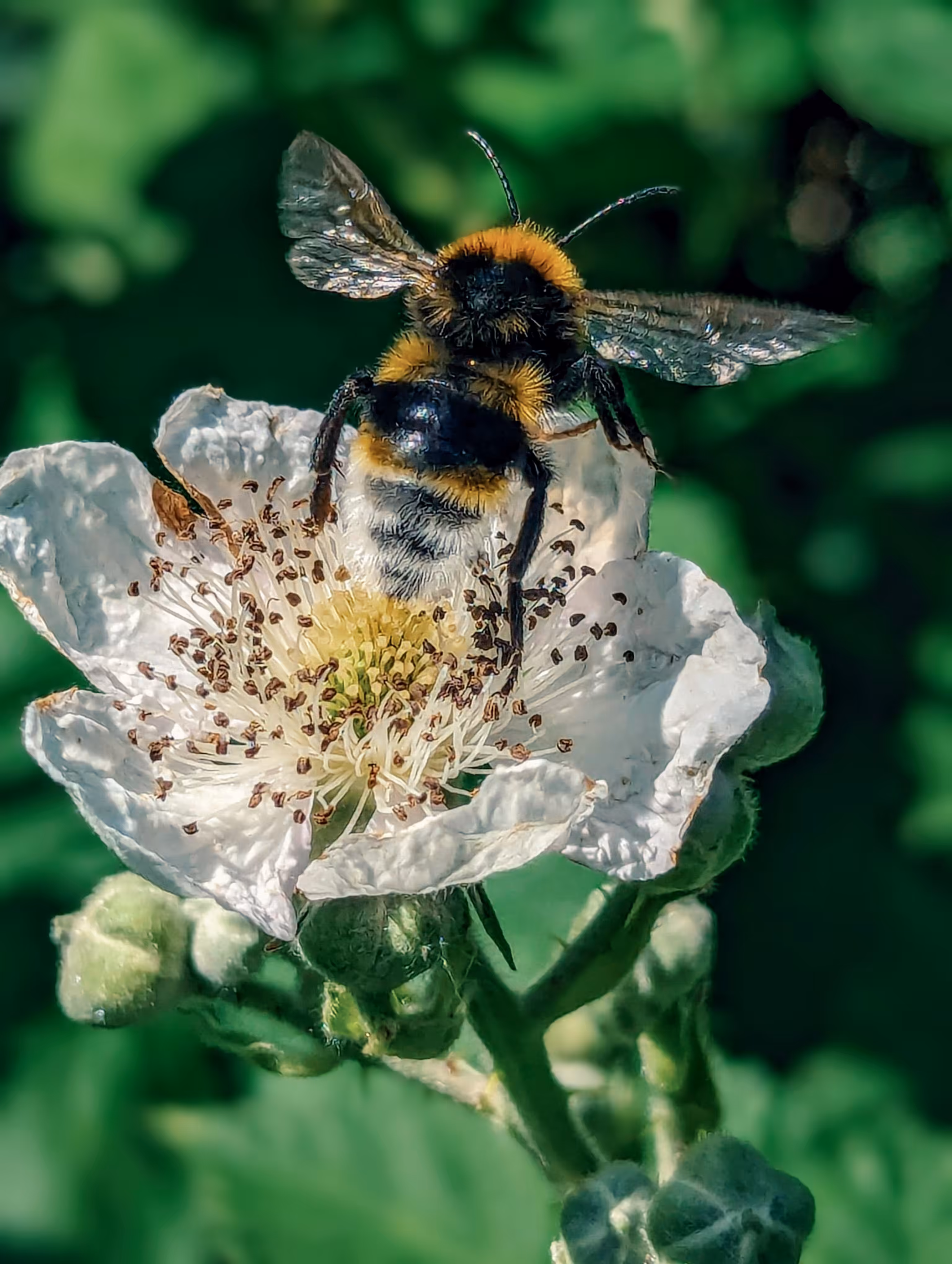 Flight of the blackberry bee