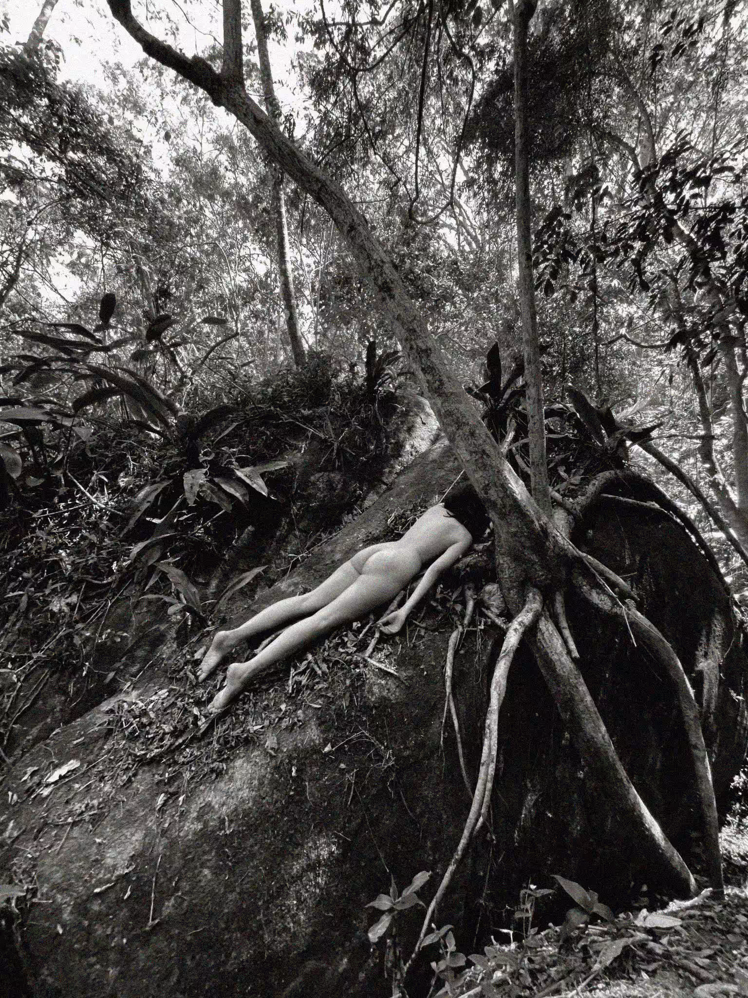 The forest inside me #3