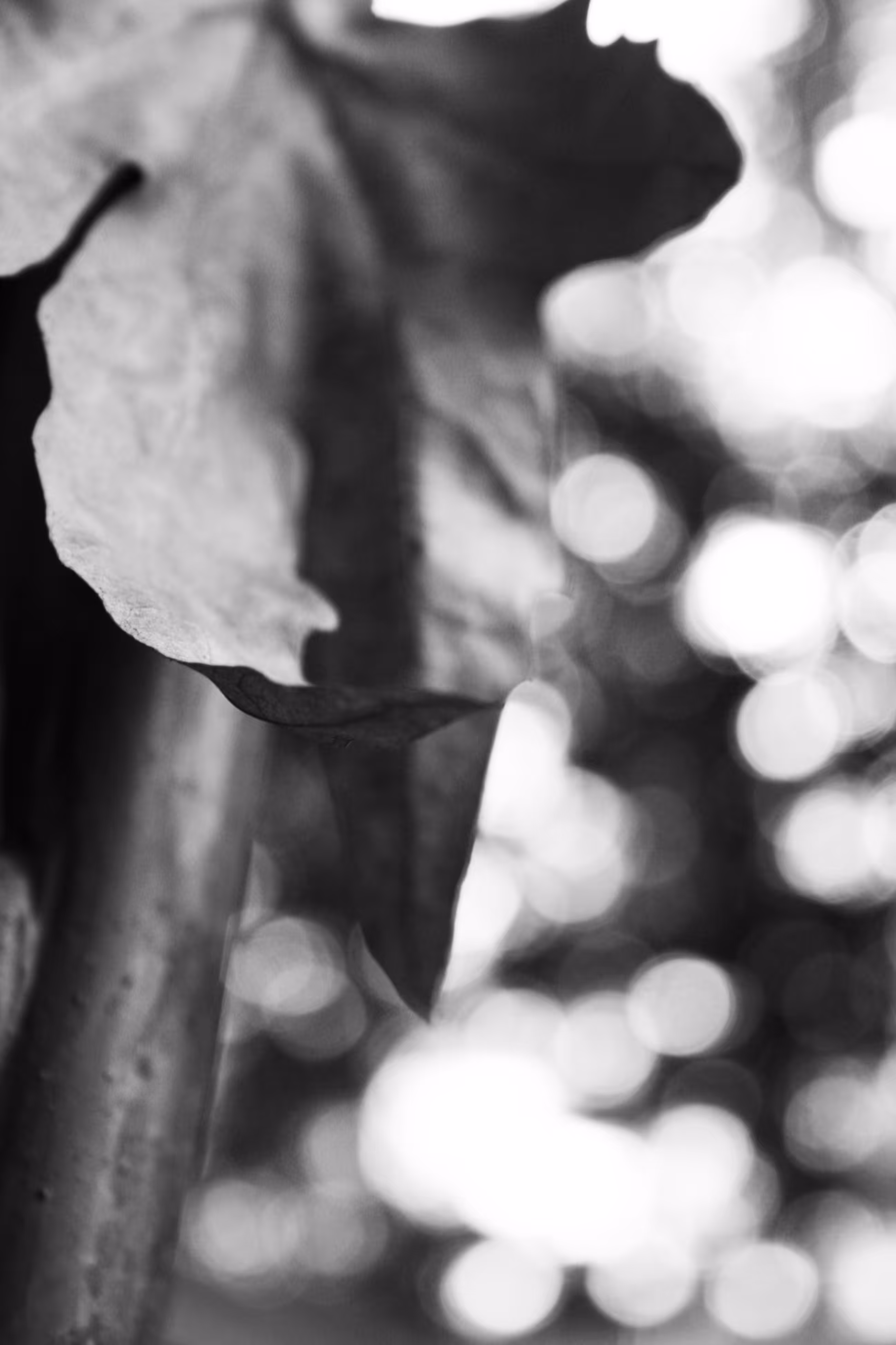 HaNd Of NaTuRe