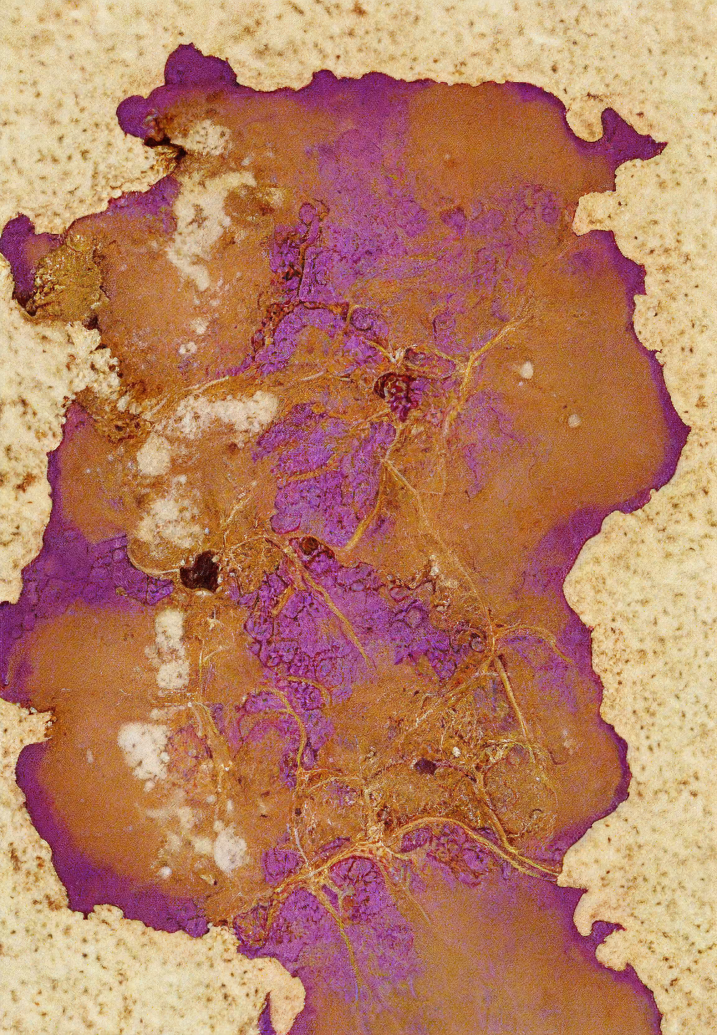 Histologia In Silico #283
