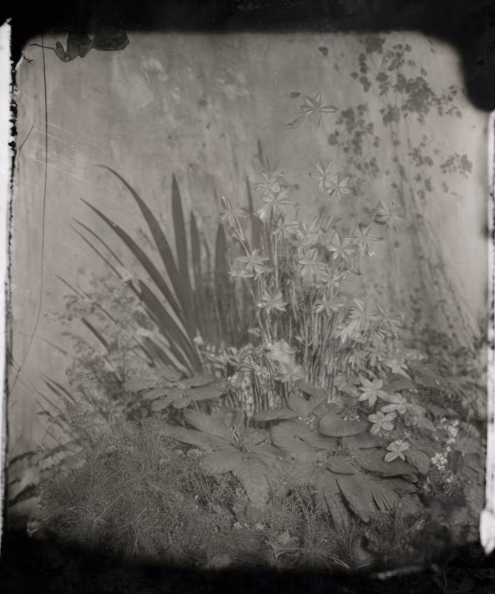 Garden, Tintype, 1890