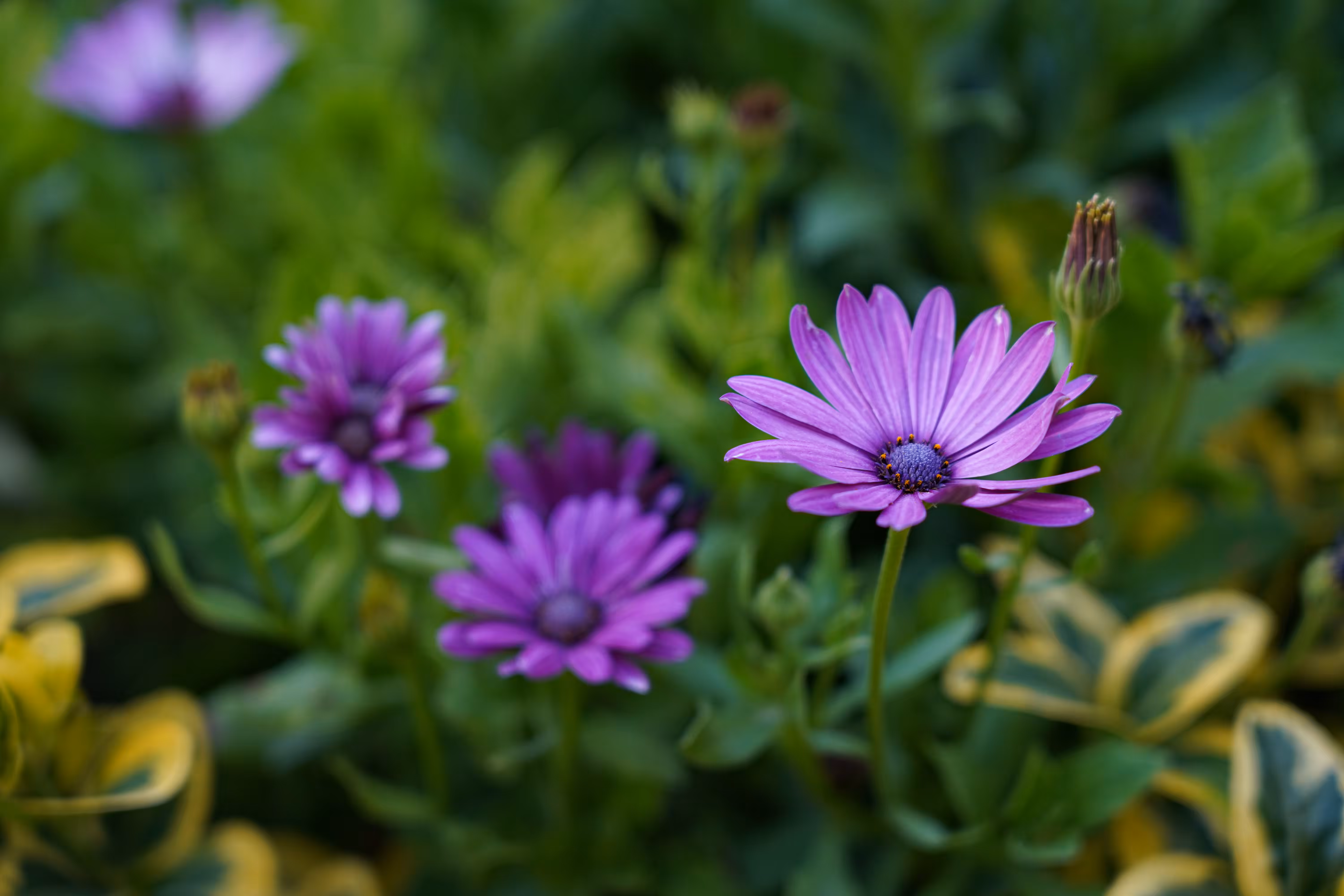 flowers: PurpleBreath