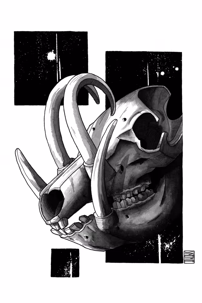 Babirusa Skull Study