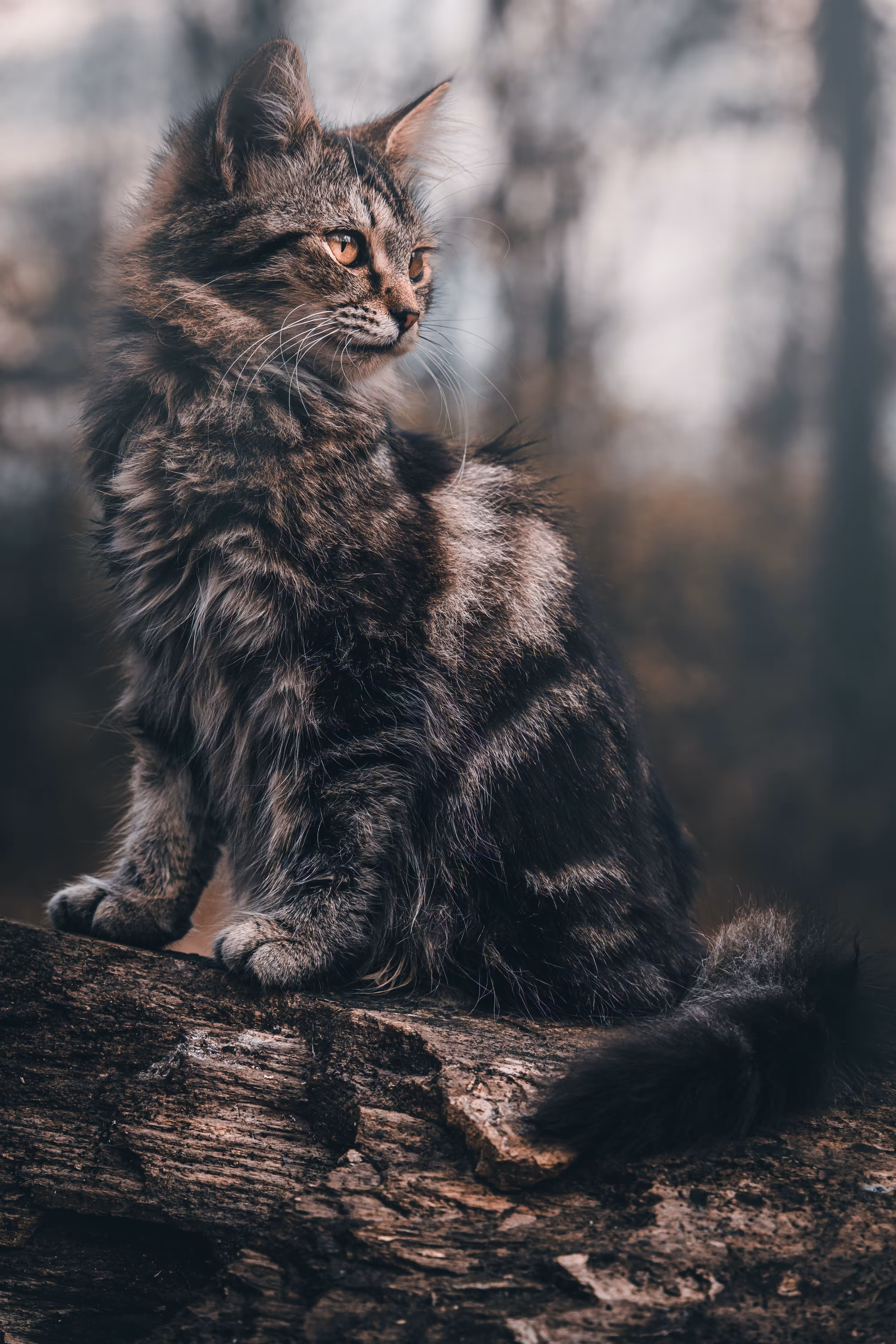 Woodland Warrior