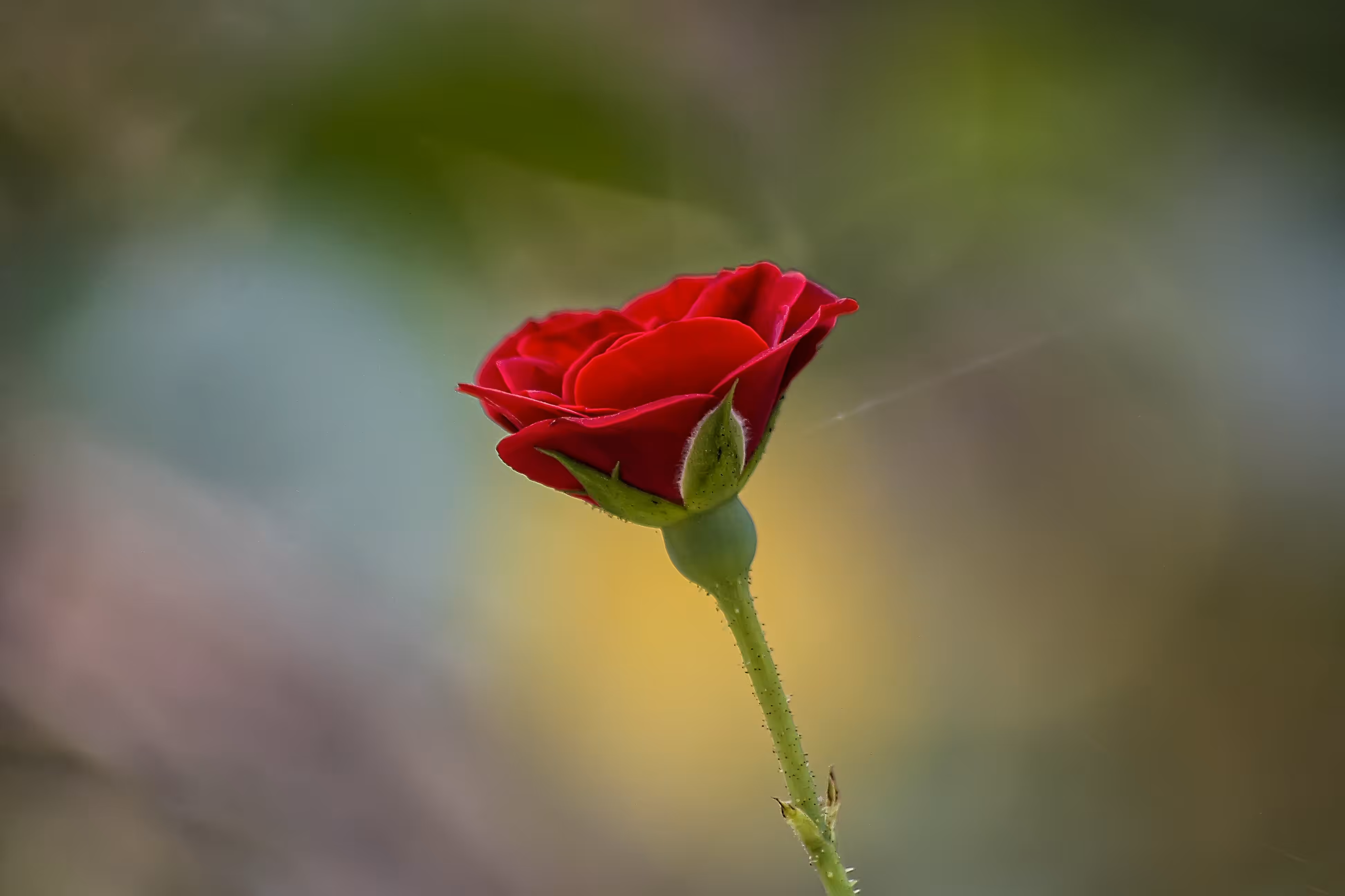 My Love : Red Roses