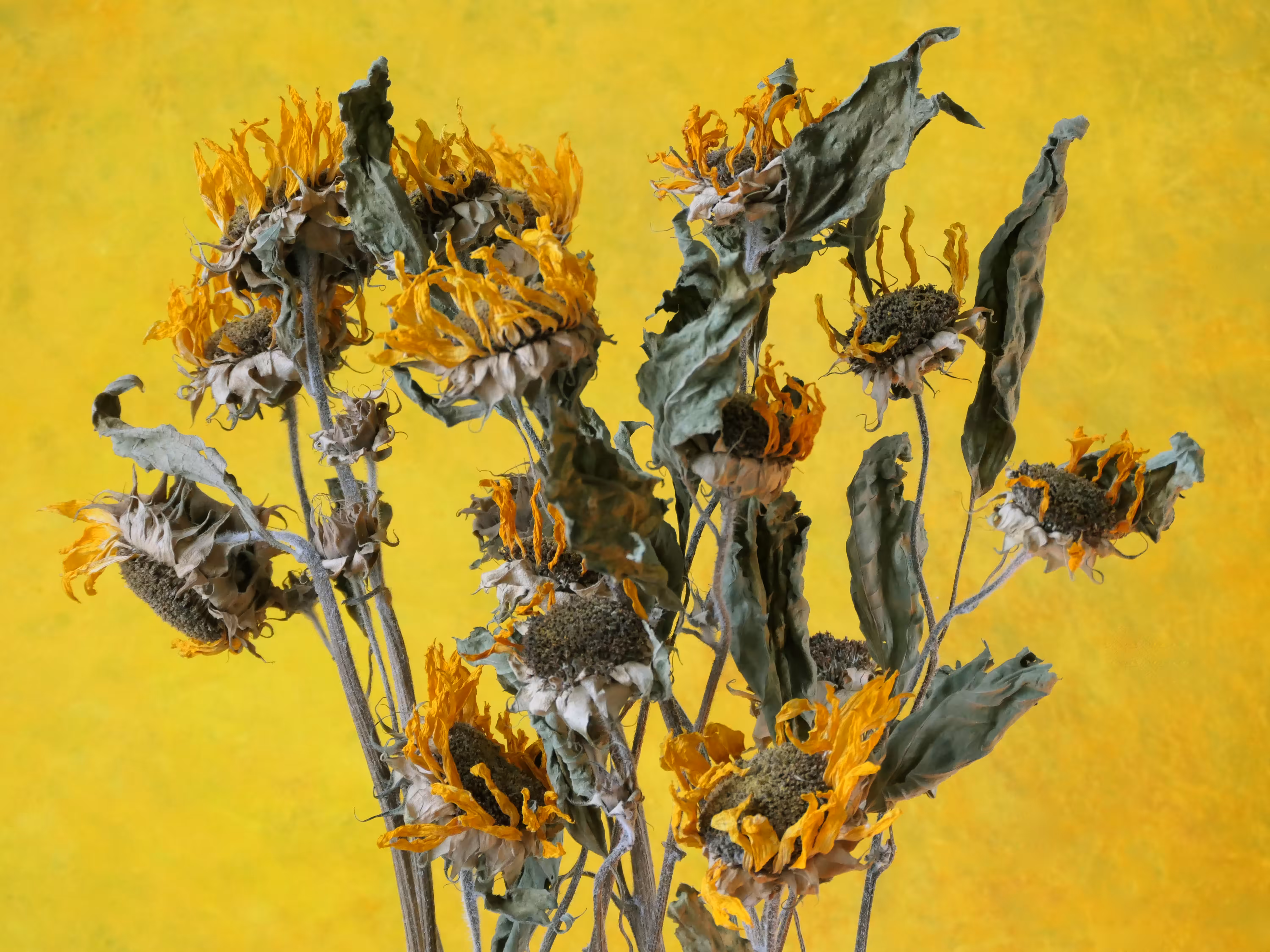 Still Life.17