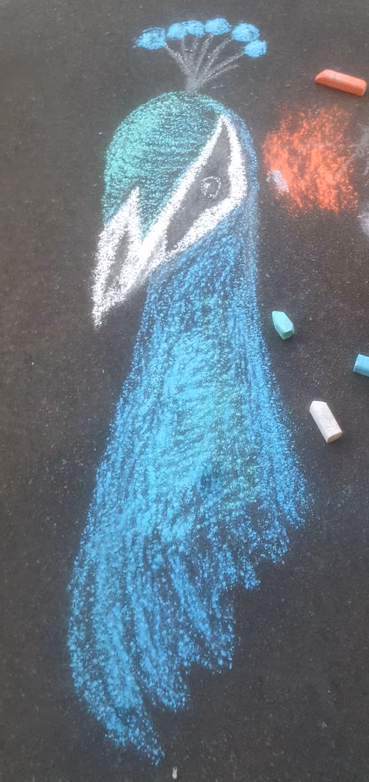 Chalk Series - Peacock