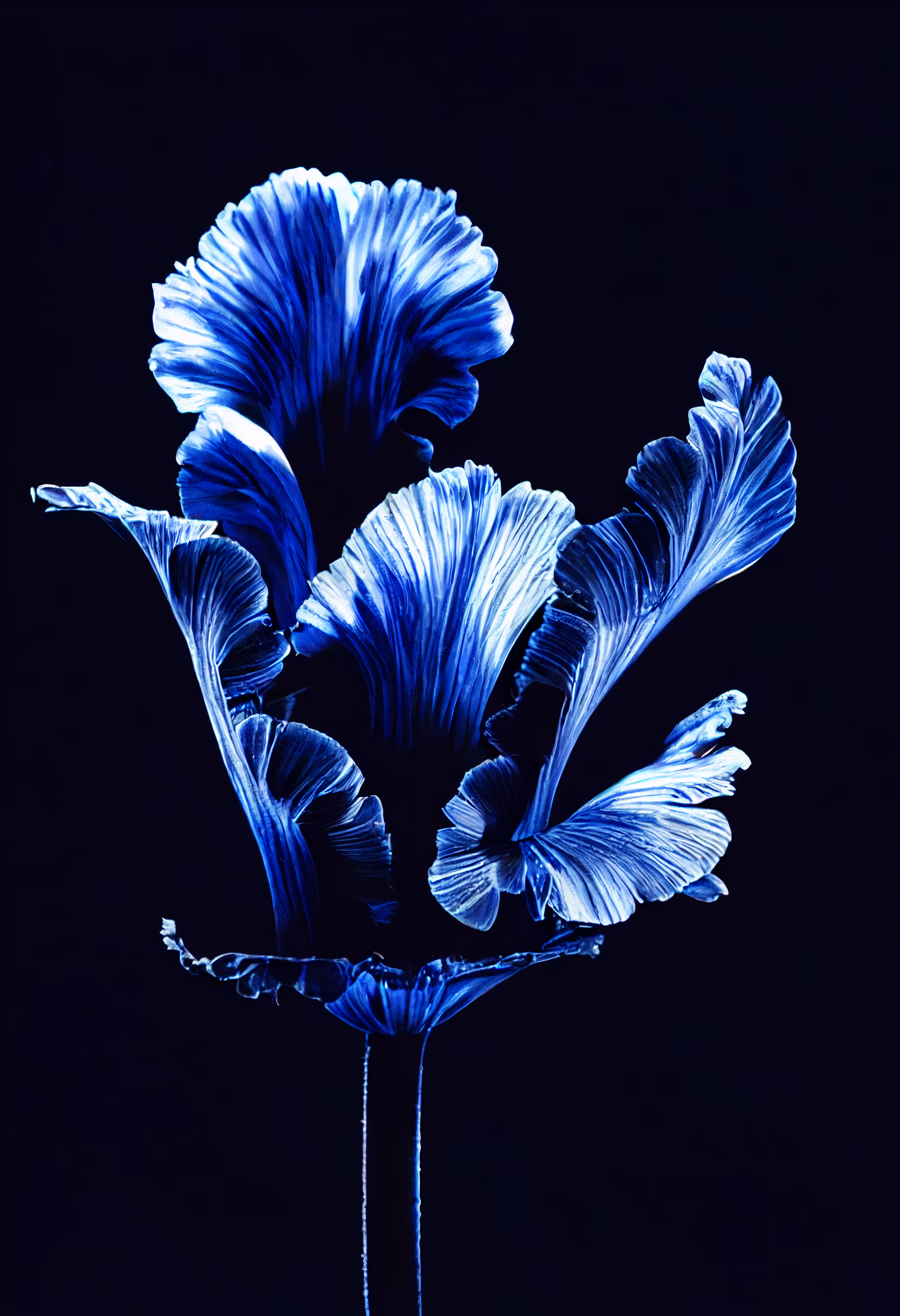 A Flower, Just For You. #87