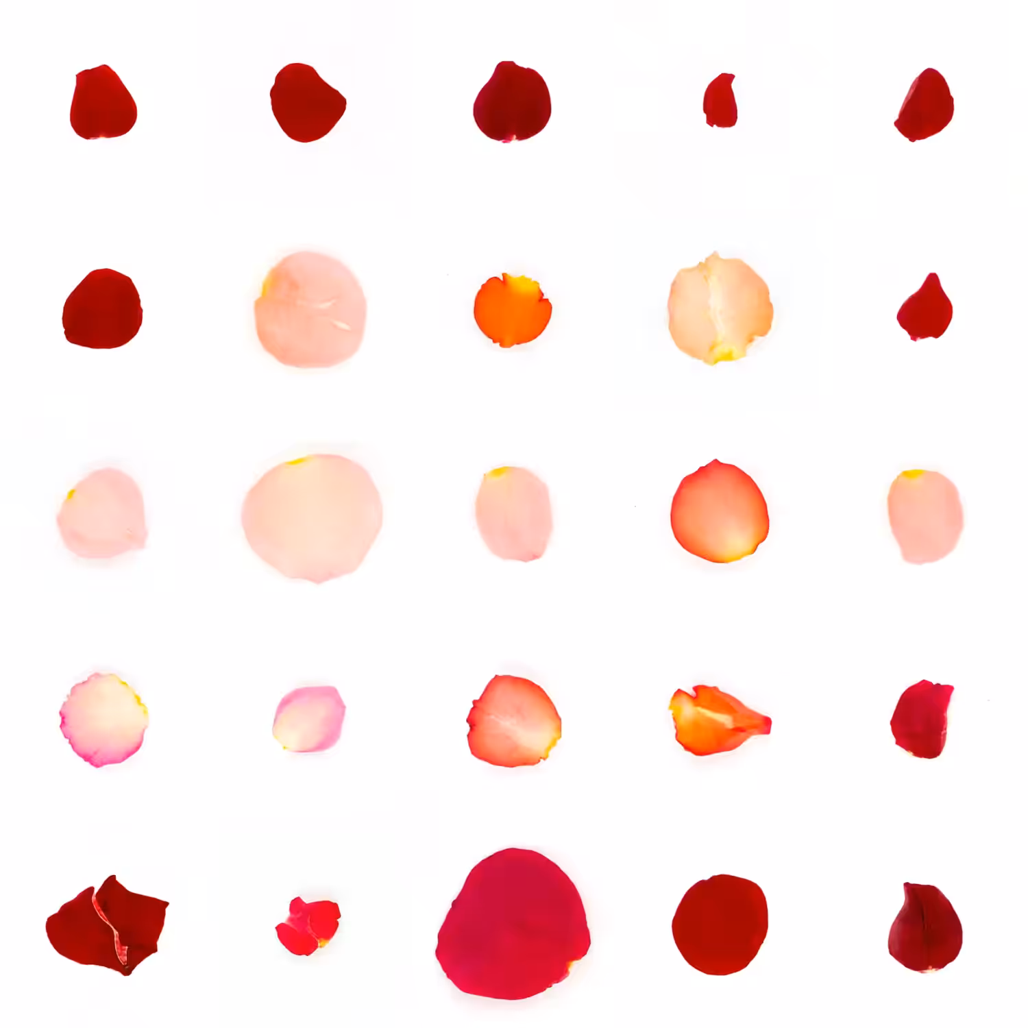 Infinite Petals 5x5#20692