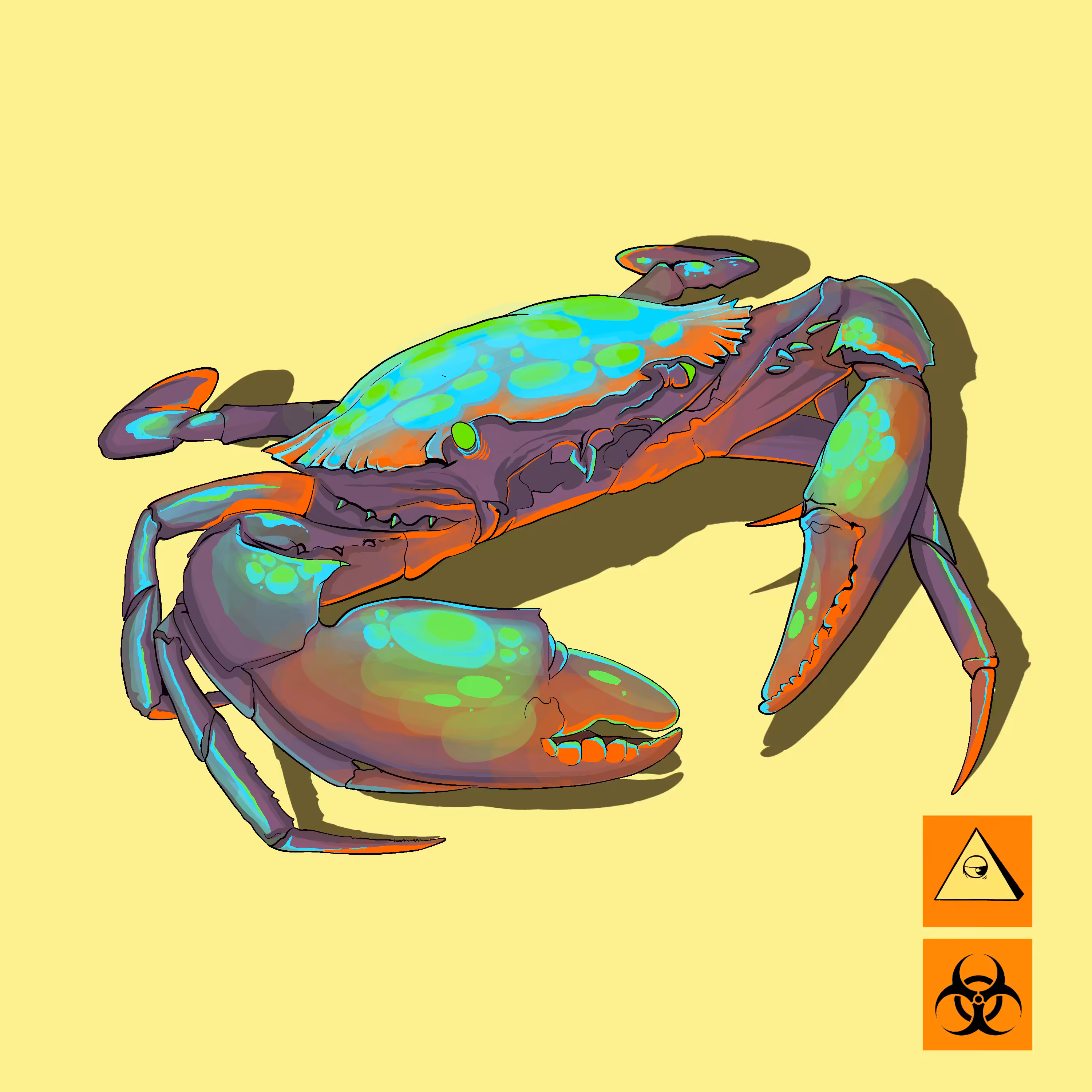 Mud Crab