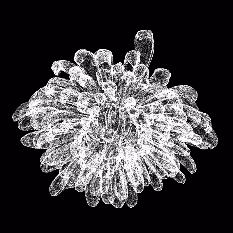 Chrysanthemum Morifolium 30 #21