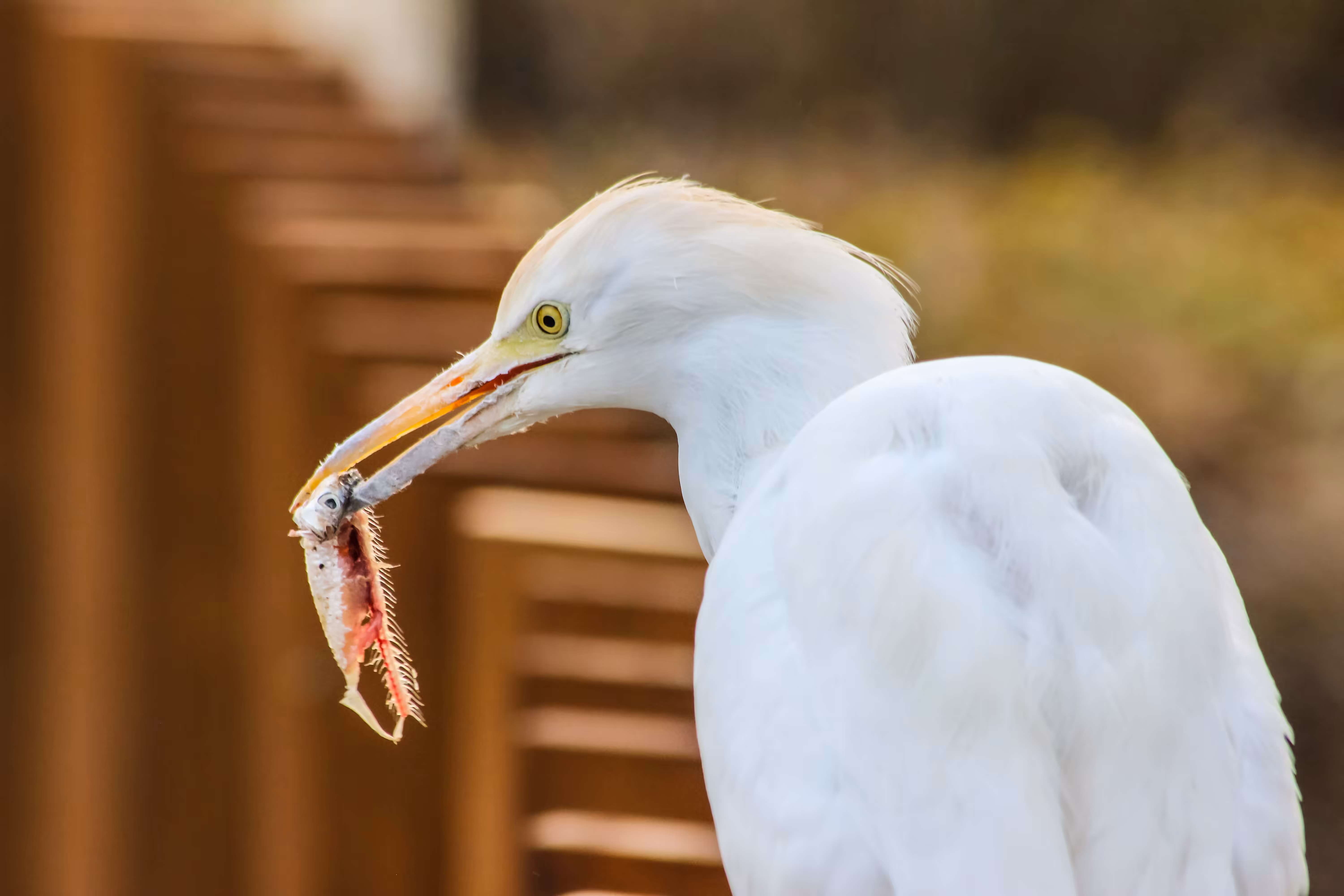 Egret .01