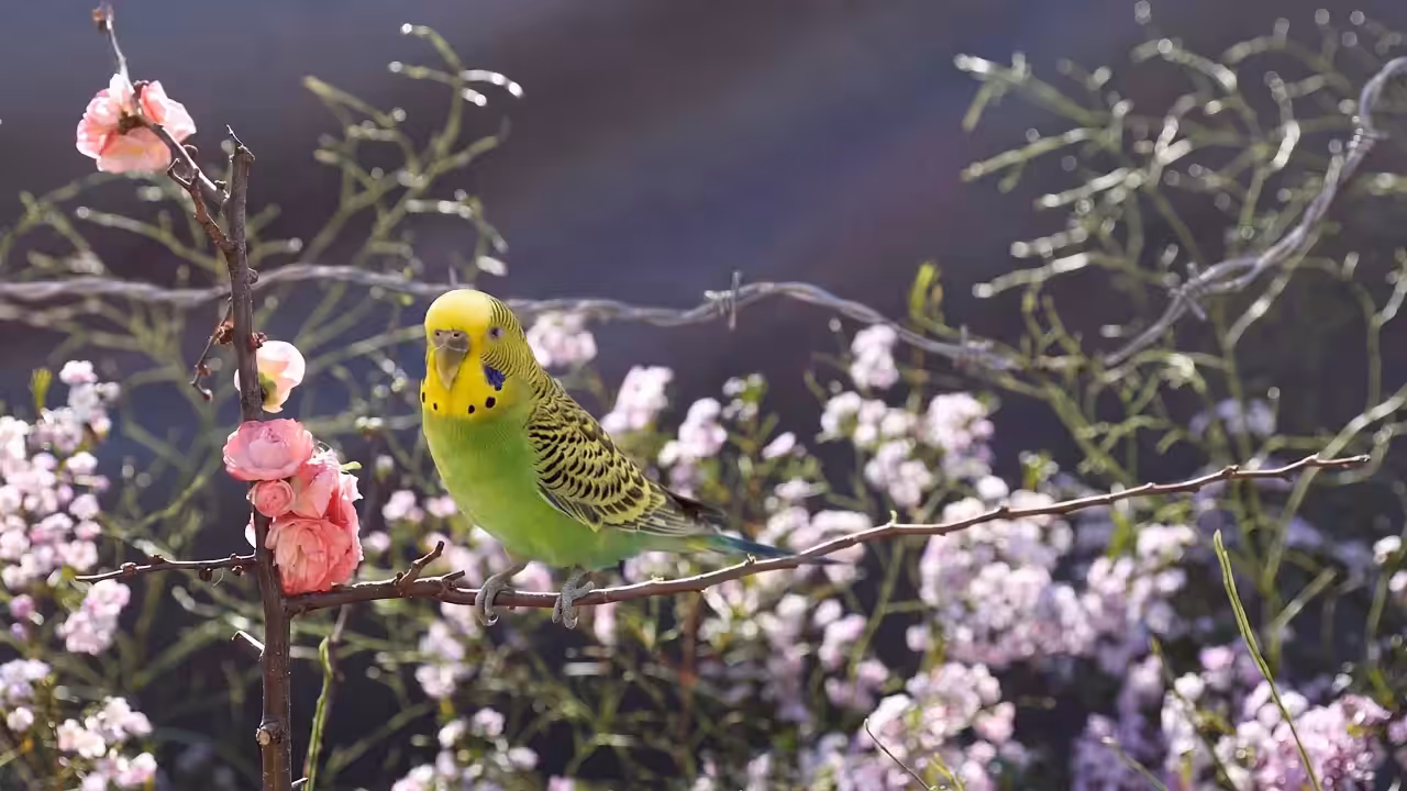 Kiwi, The Last Light