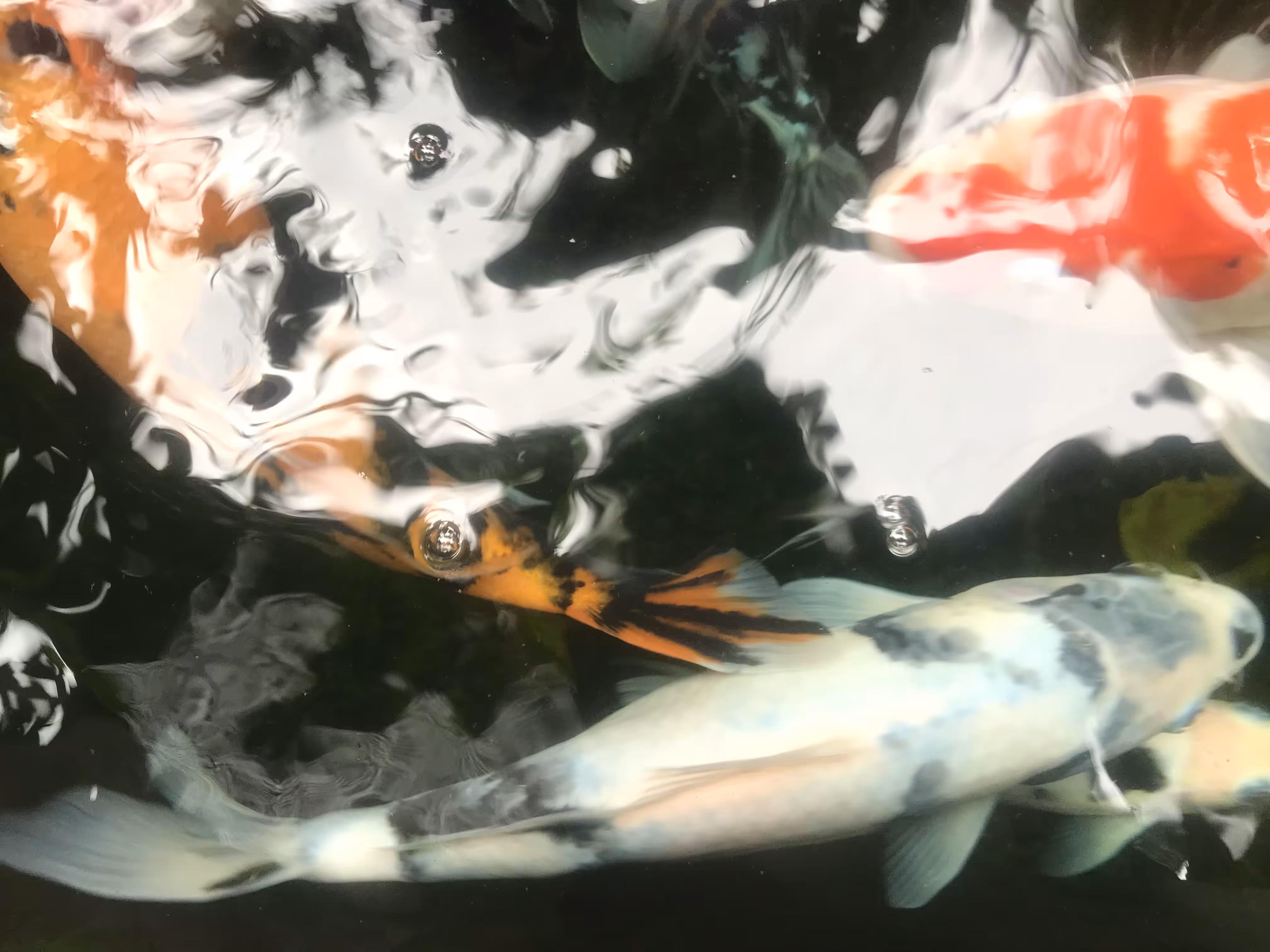 Koi Fish
