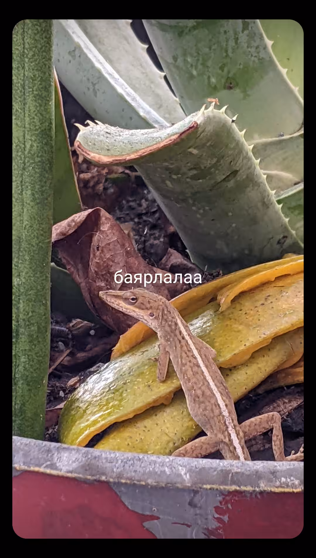баярлалаа