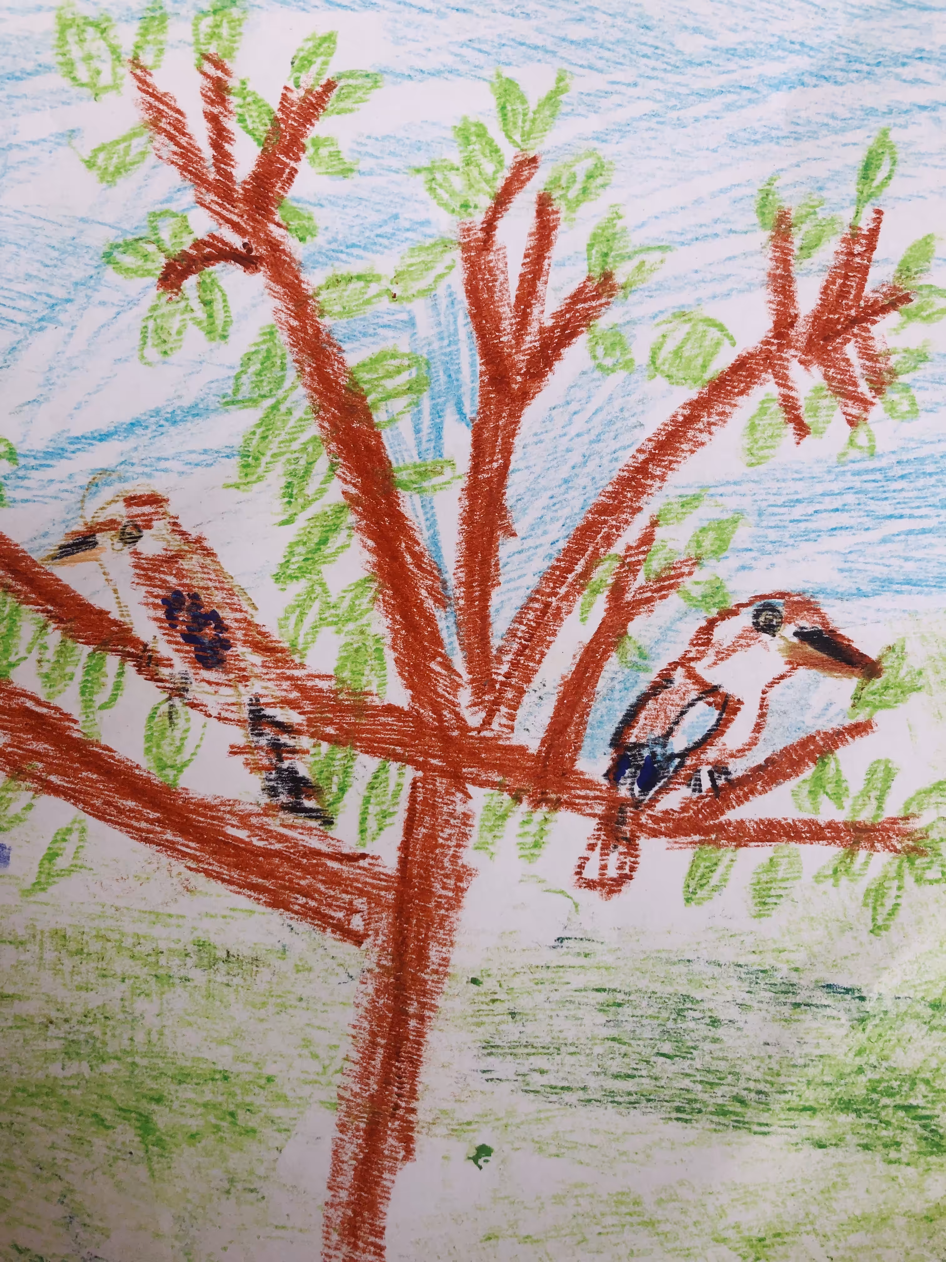 Kookaburras