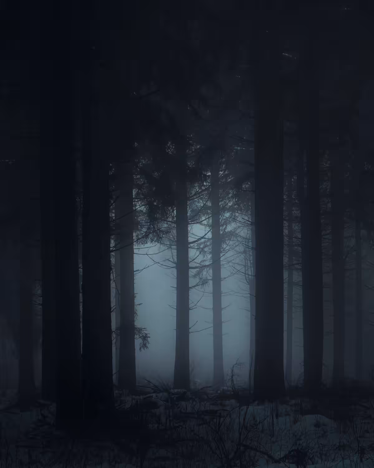 Luminous Signals / 03 (The Forest)