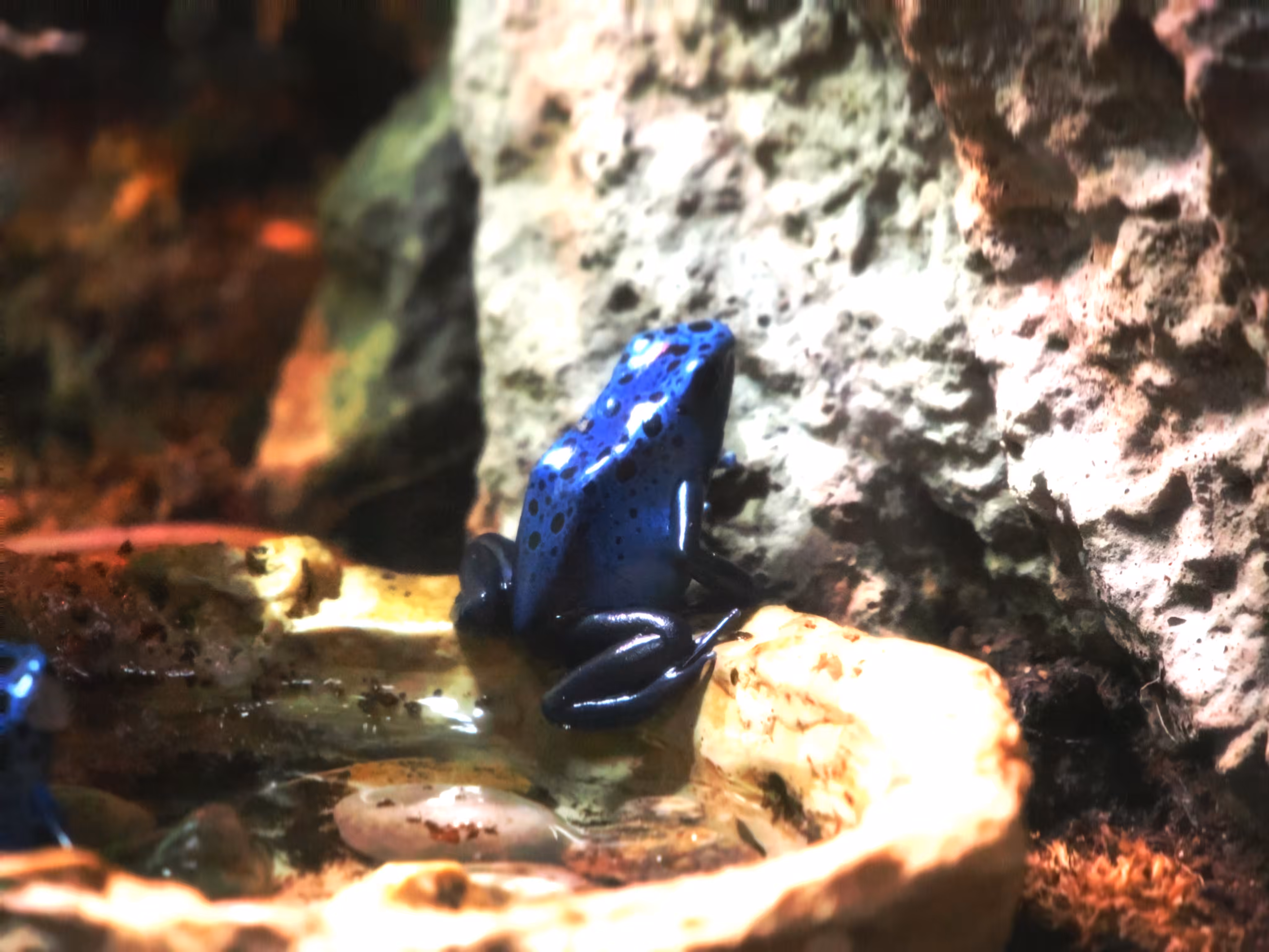 Blue forg