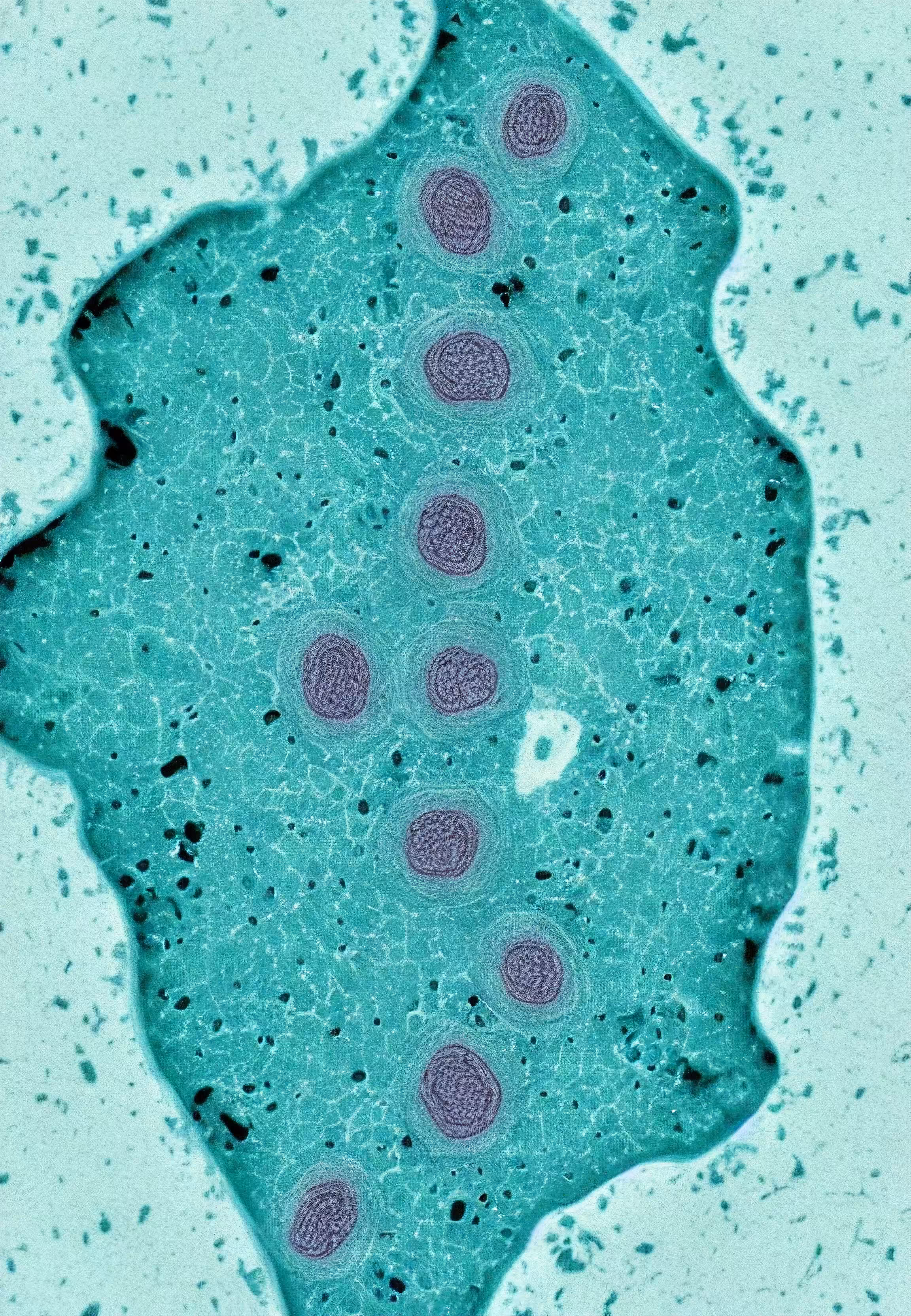 In Vivo, In Vitro, In Silico: Histologia In Silico #179