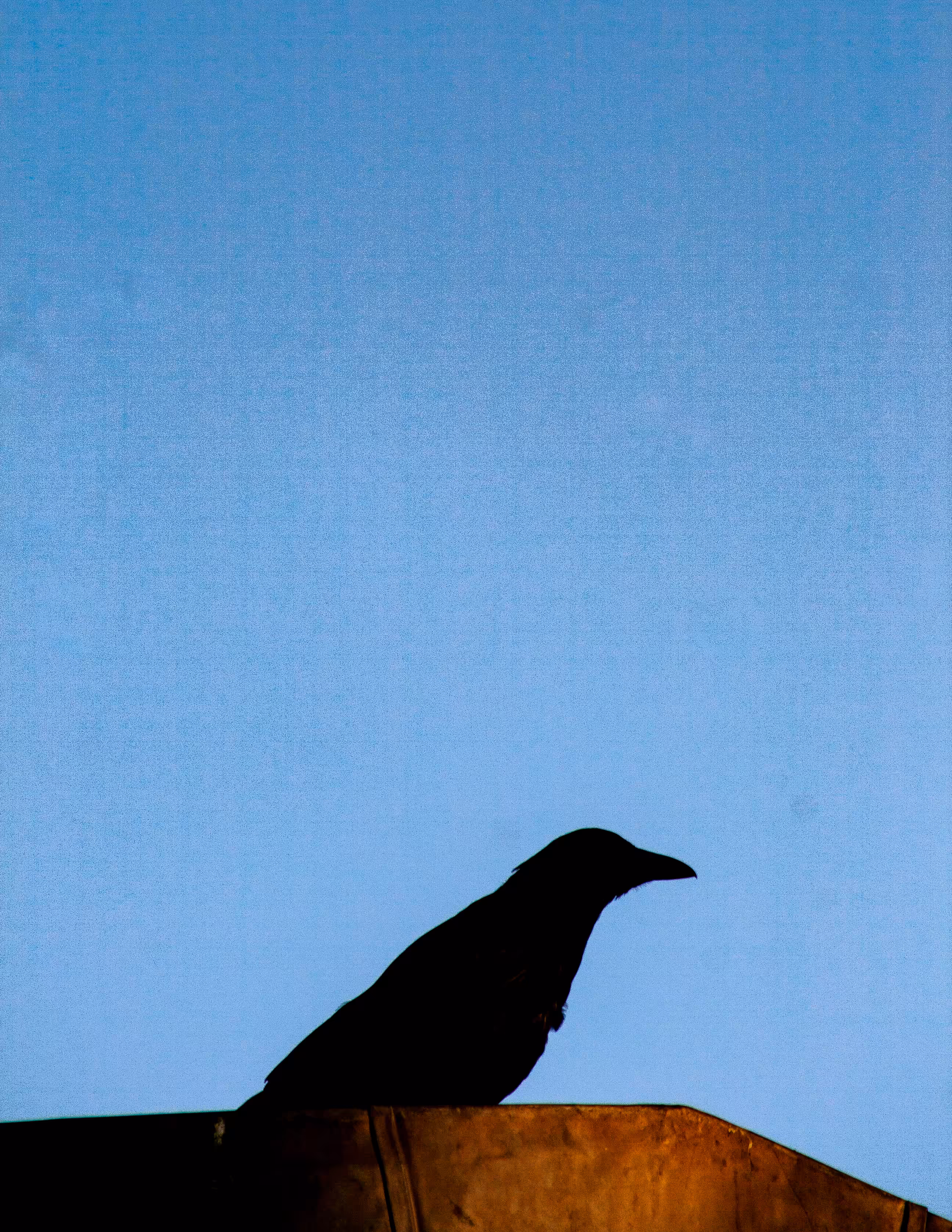 A Murder of Crows - 5