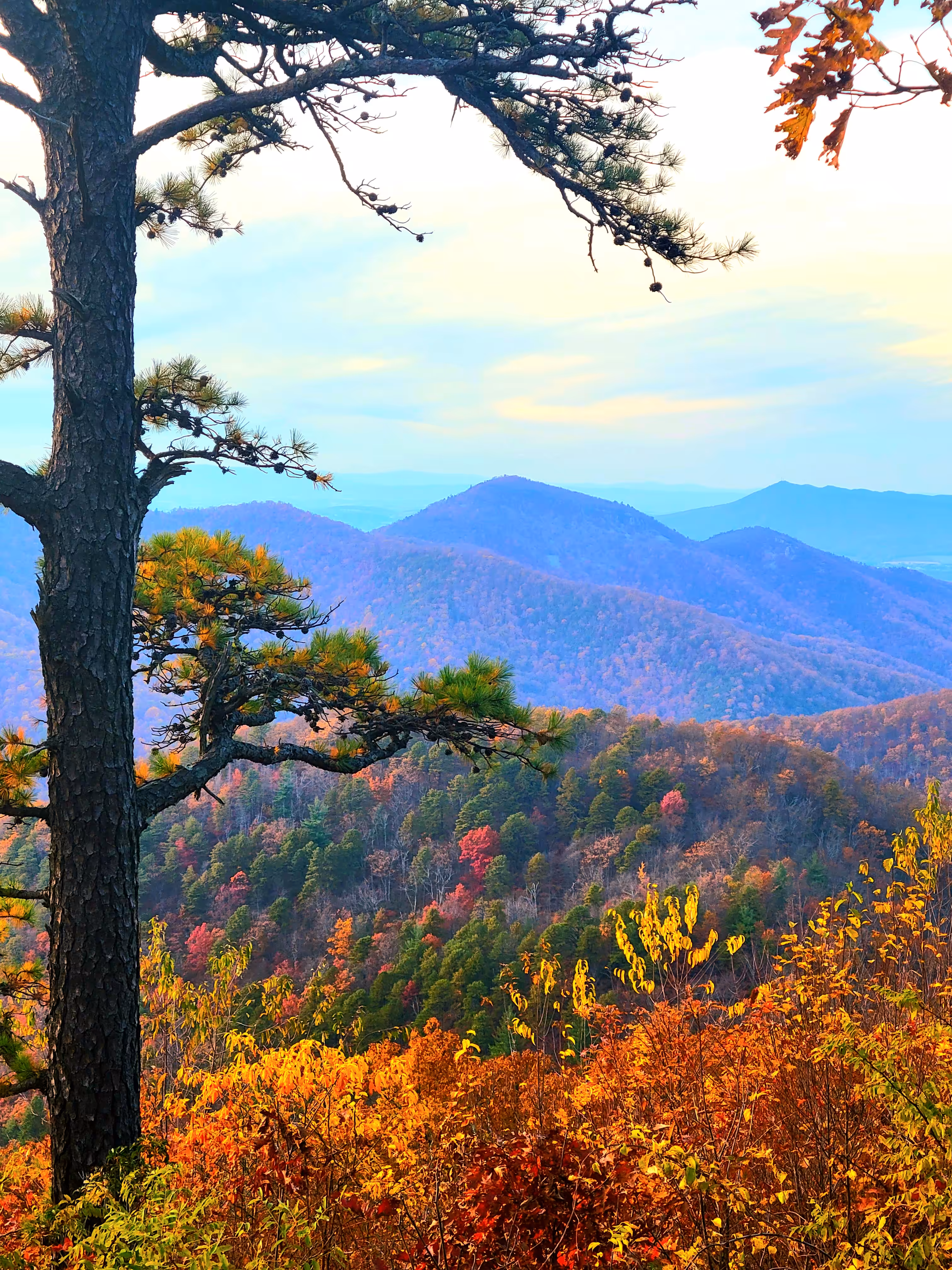 Autumn Haze