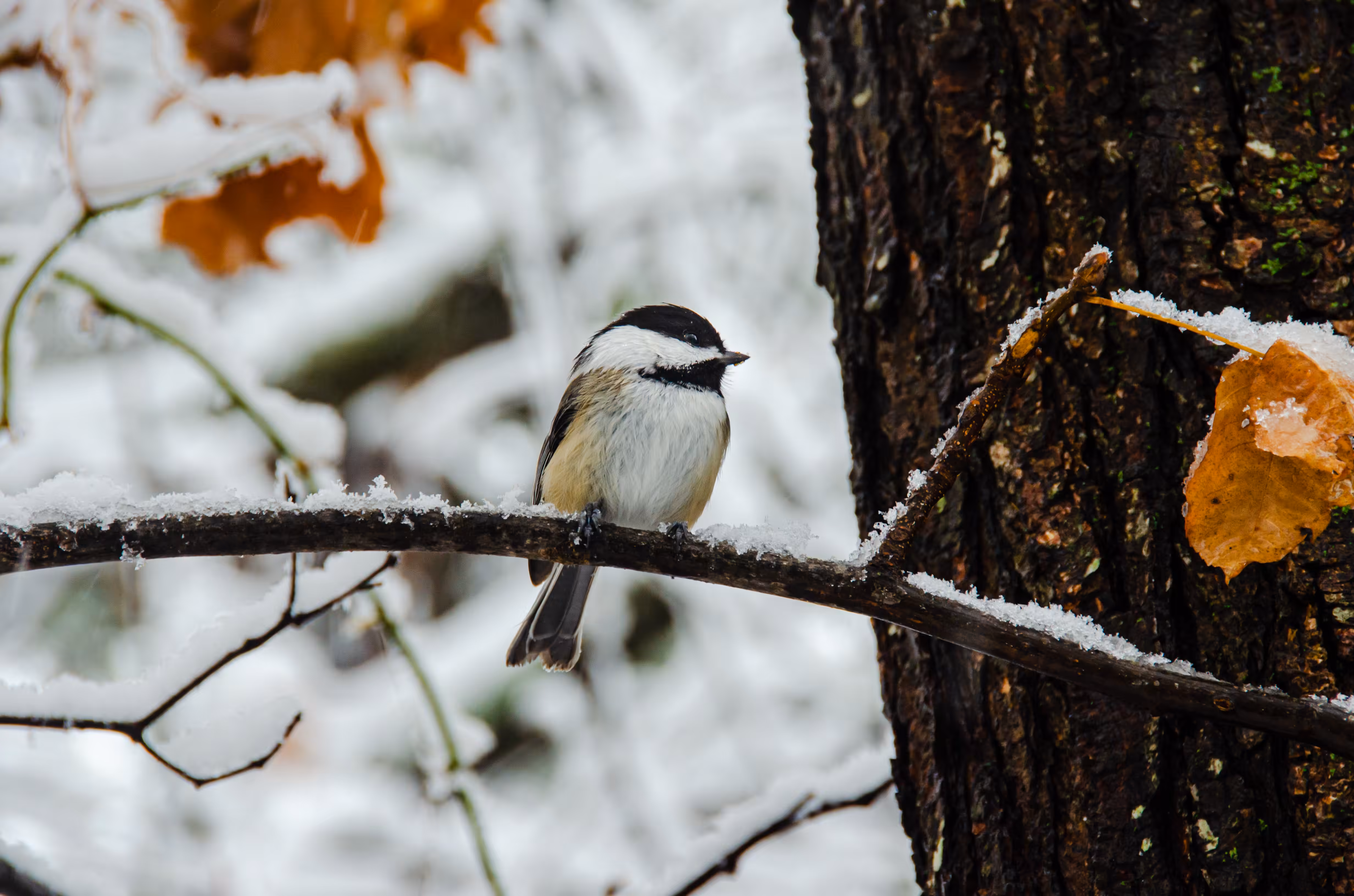Winter Chickadee