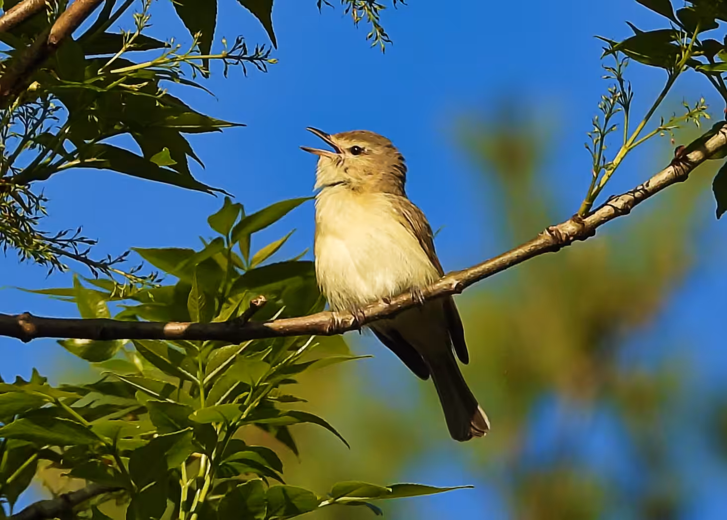 Flocksourced #016 - Warbling Vireo