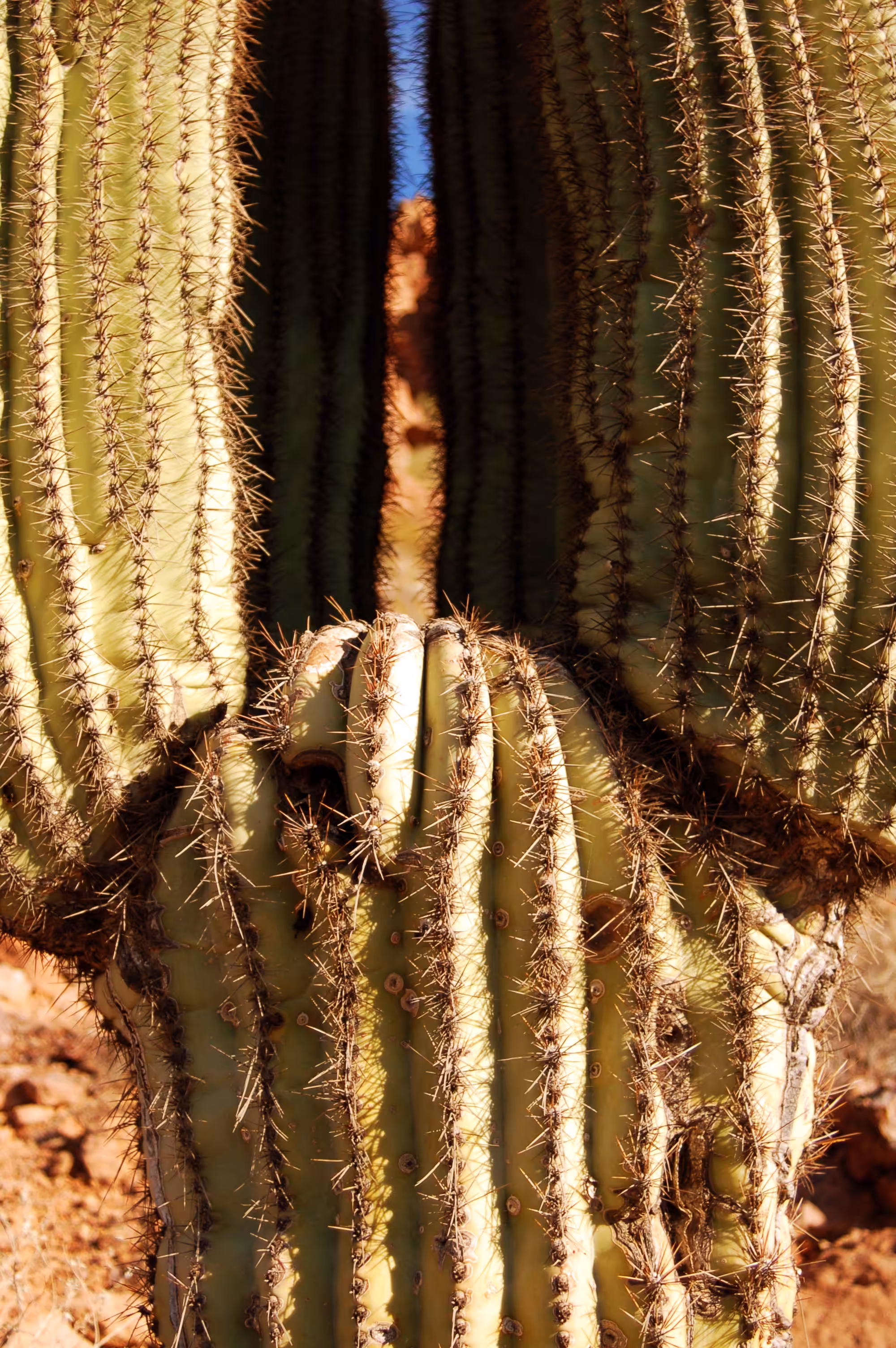 Cacti Portrait #7