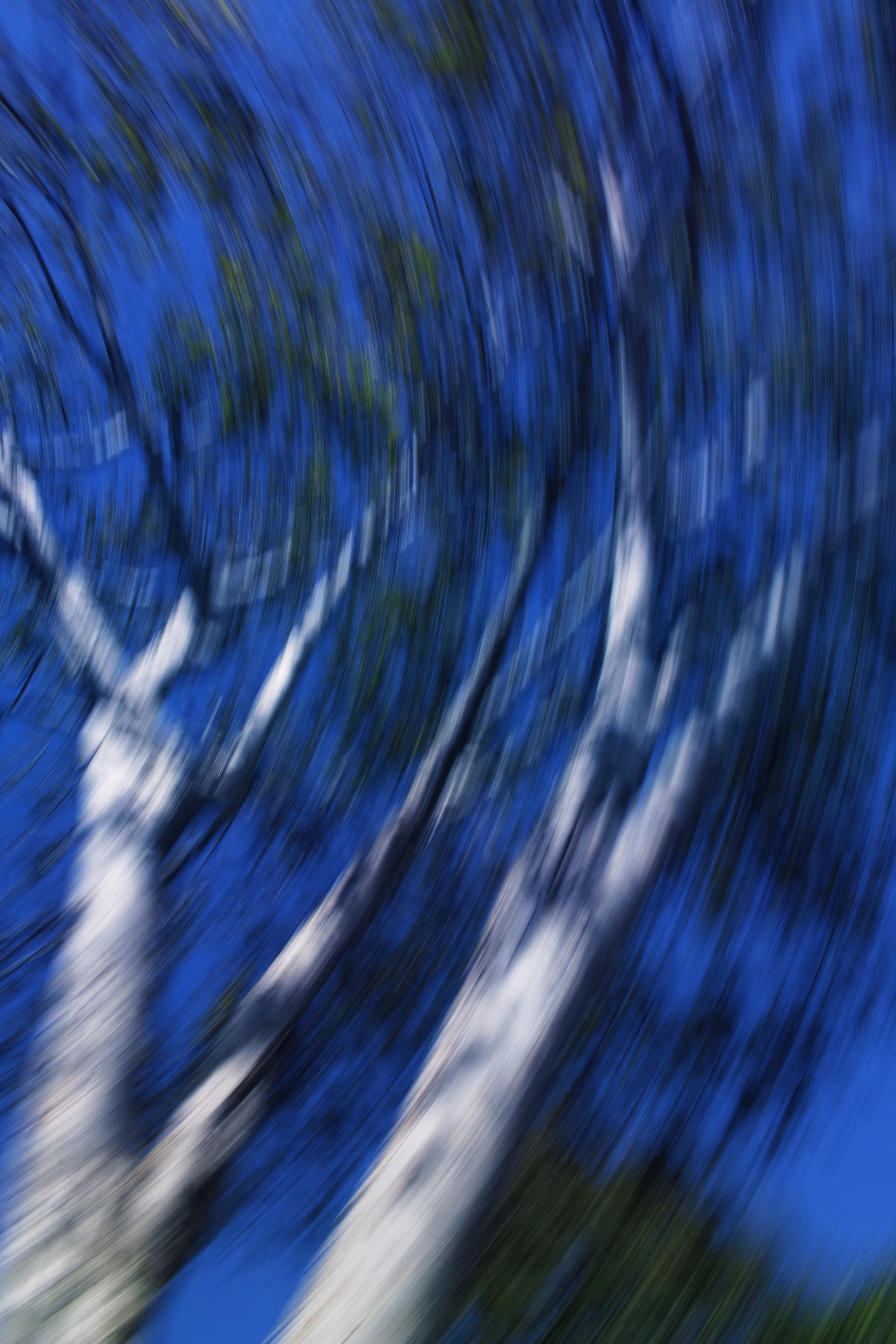 Nocturnal forest