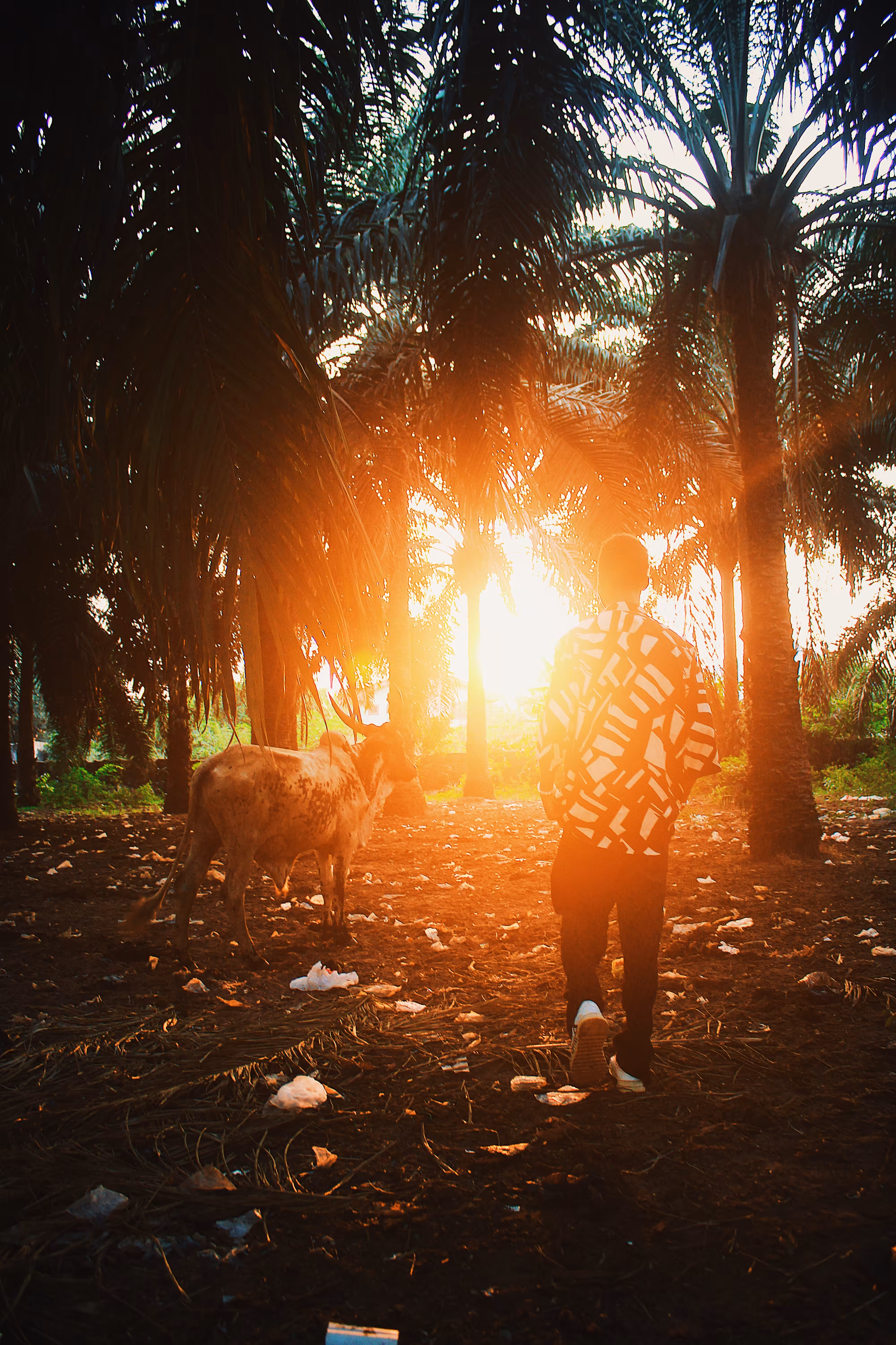 Storytelling Collection: “Among the Palms: A Herdsman Journey”