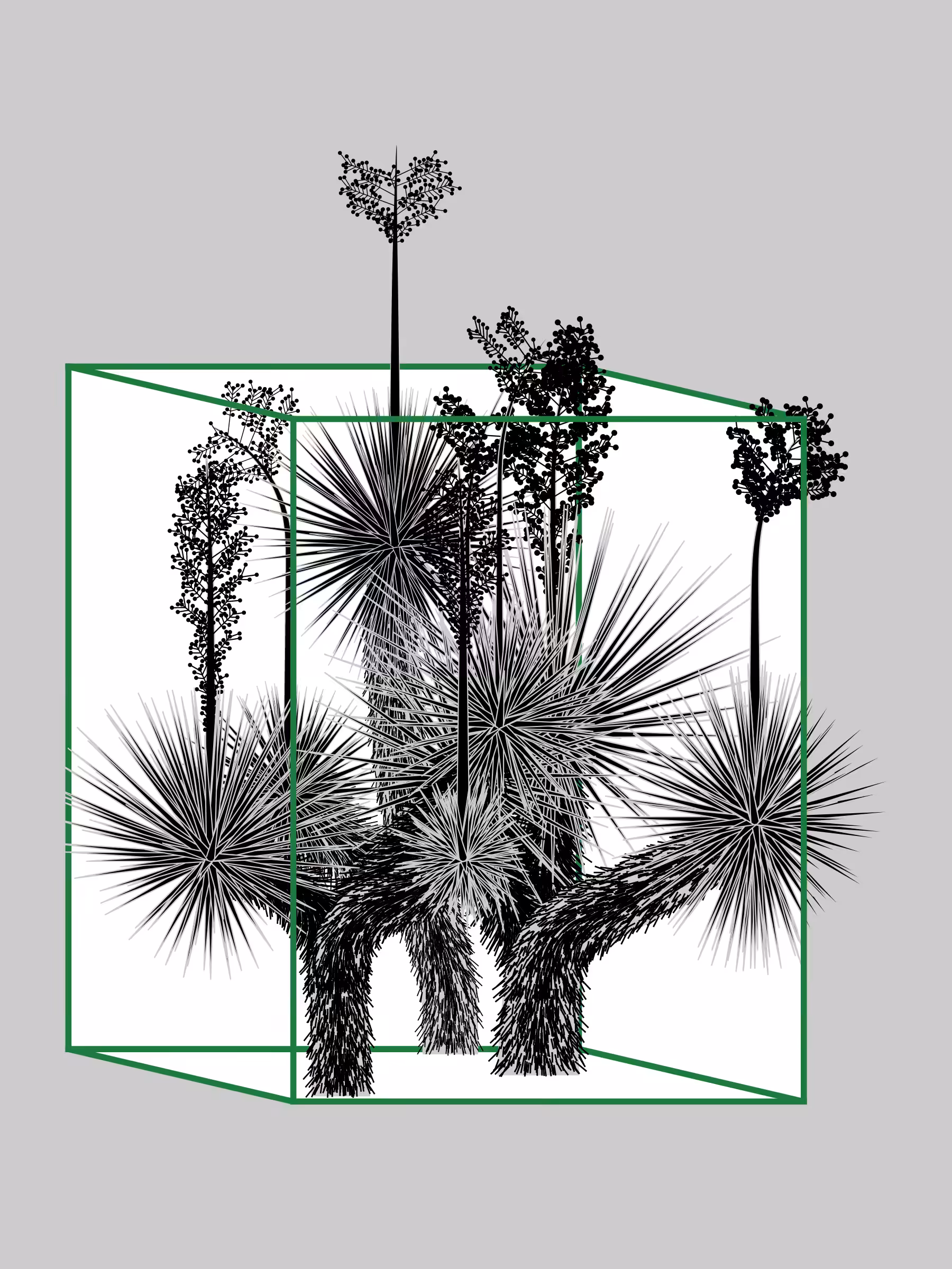 Marfa Yucca #334